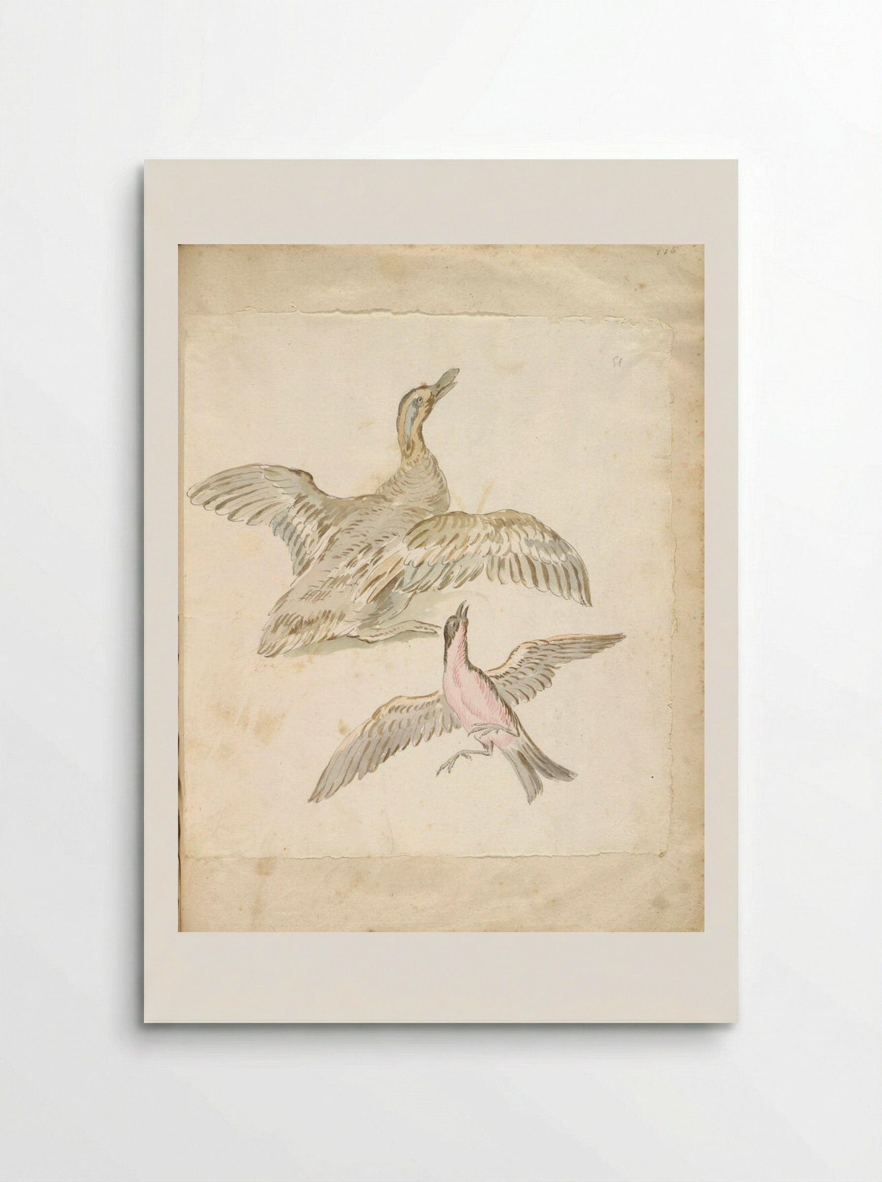Duck and Bird, both with Wings Extended - Jean-Baptiste Oudry - Poster