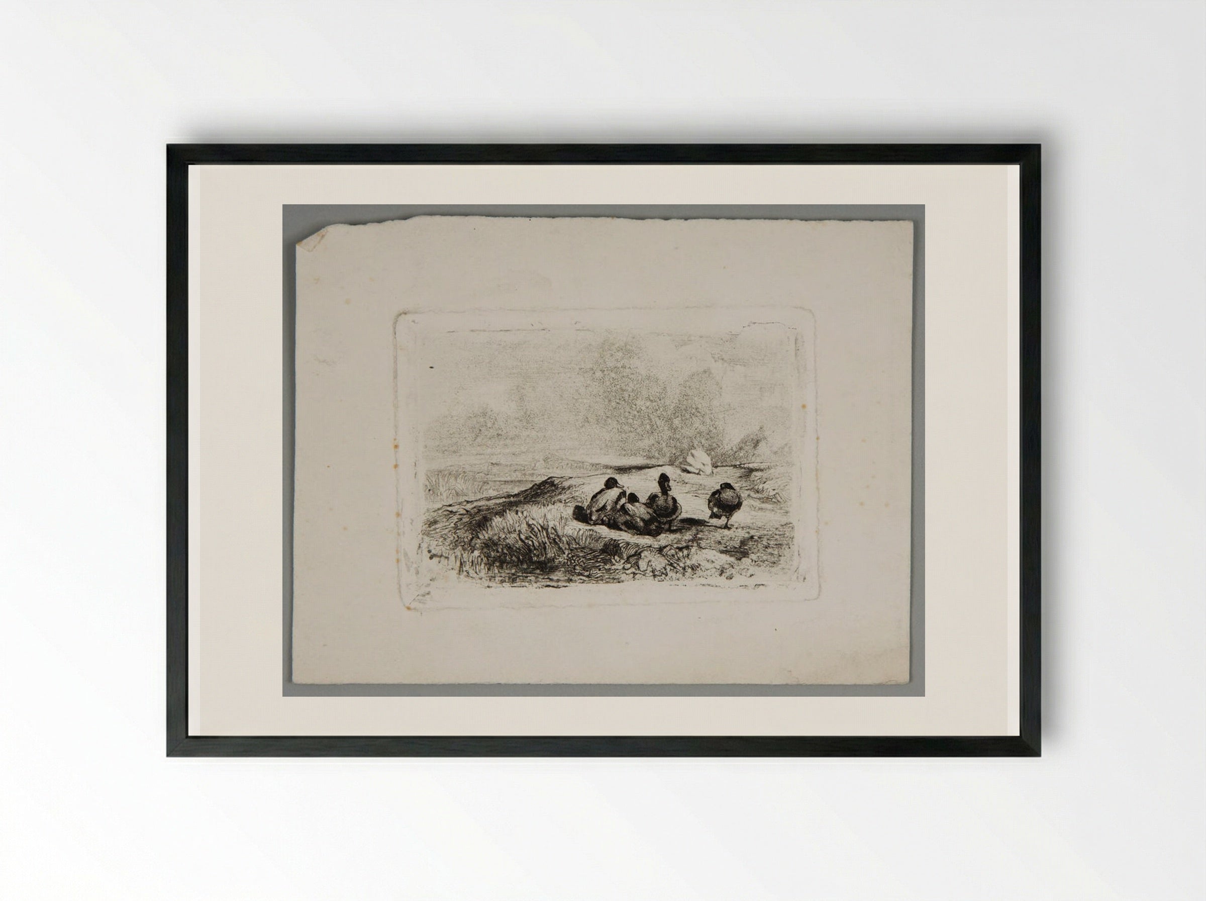 Ducks - Karl Bodmer - Framed Print Black