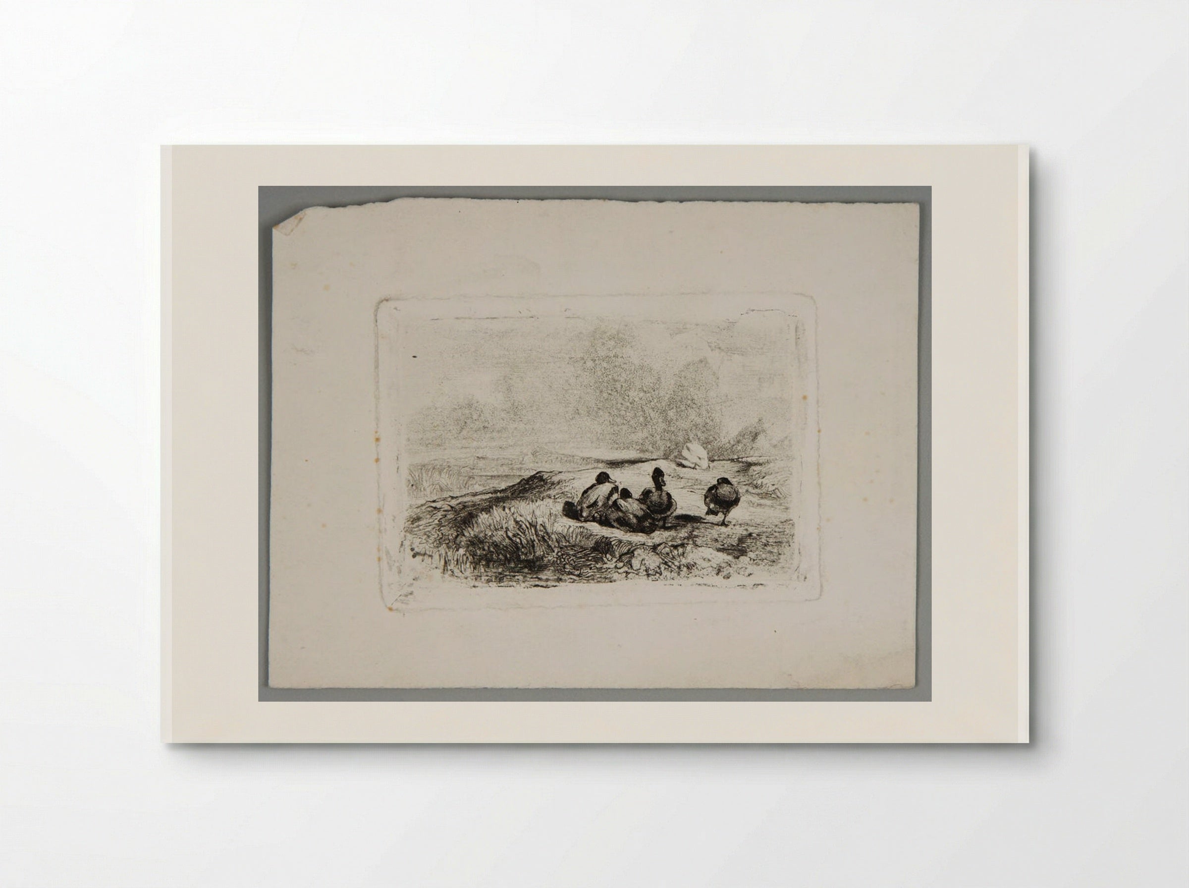 Ducks - Karl Bodmer - Poster