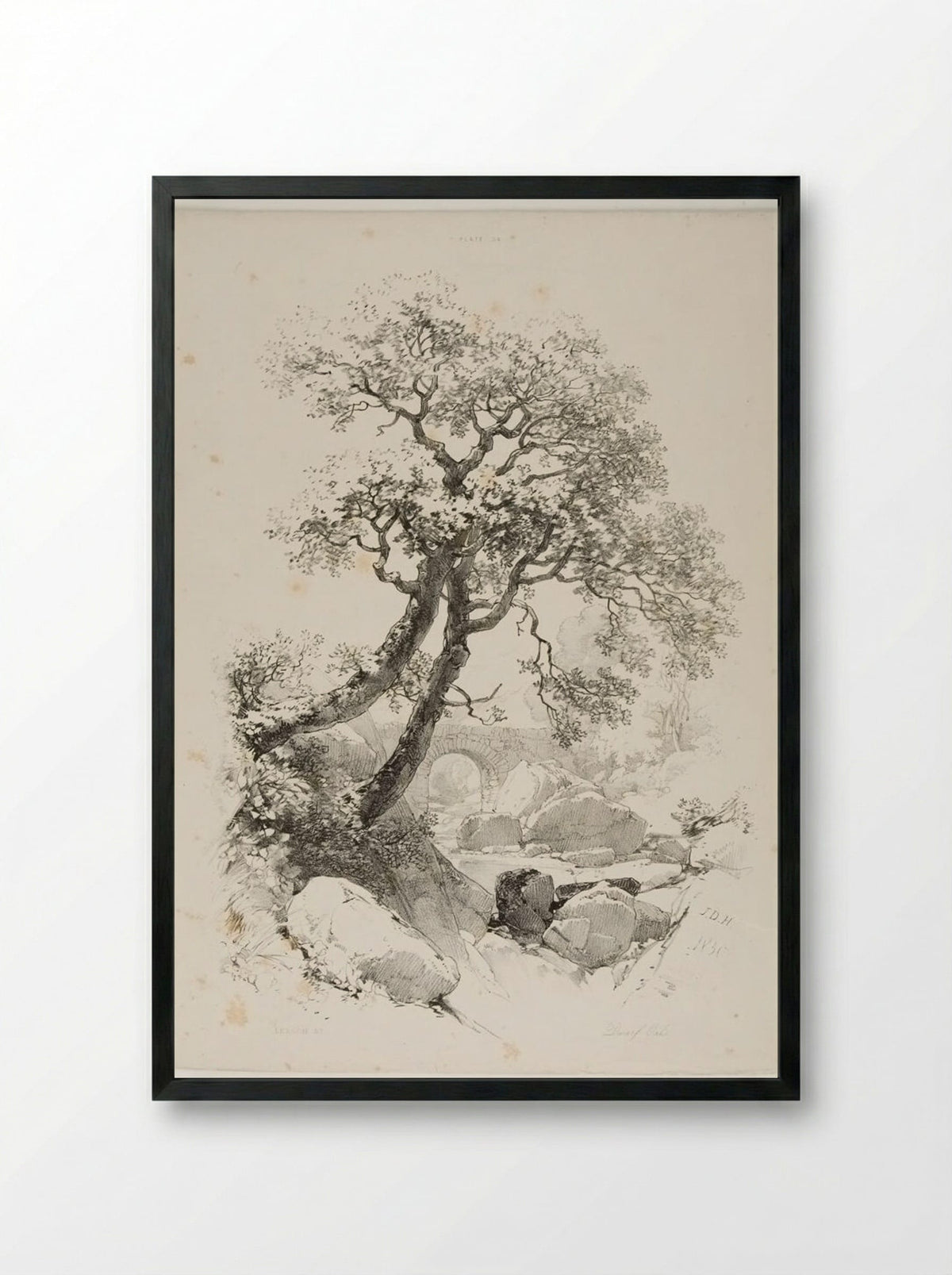 Dwarf Oaks - James Duffield Harding - Framed Print Black