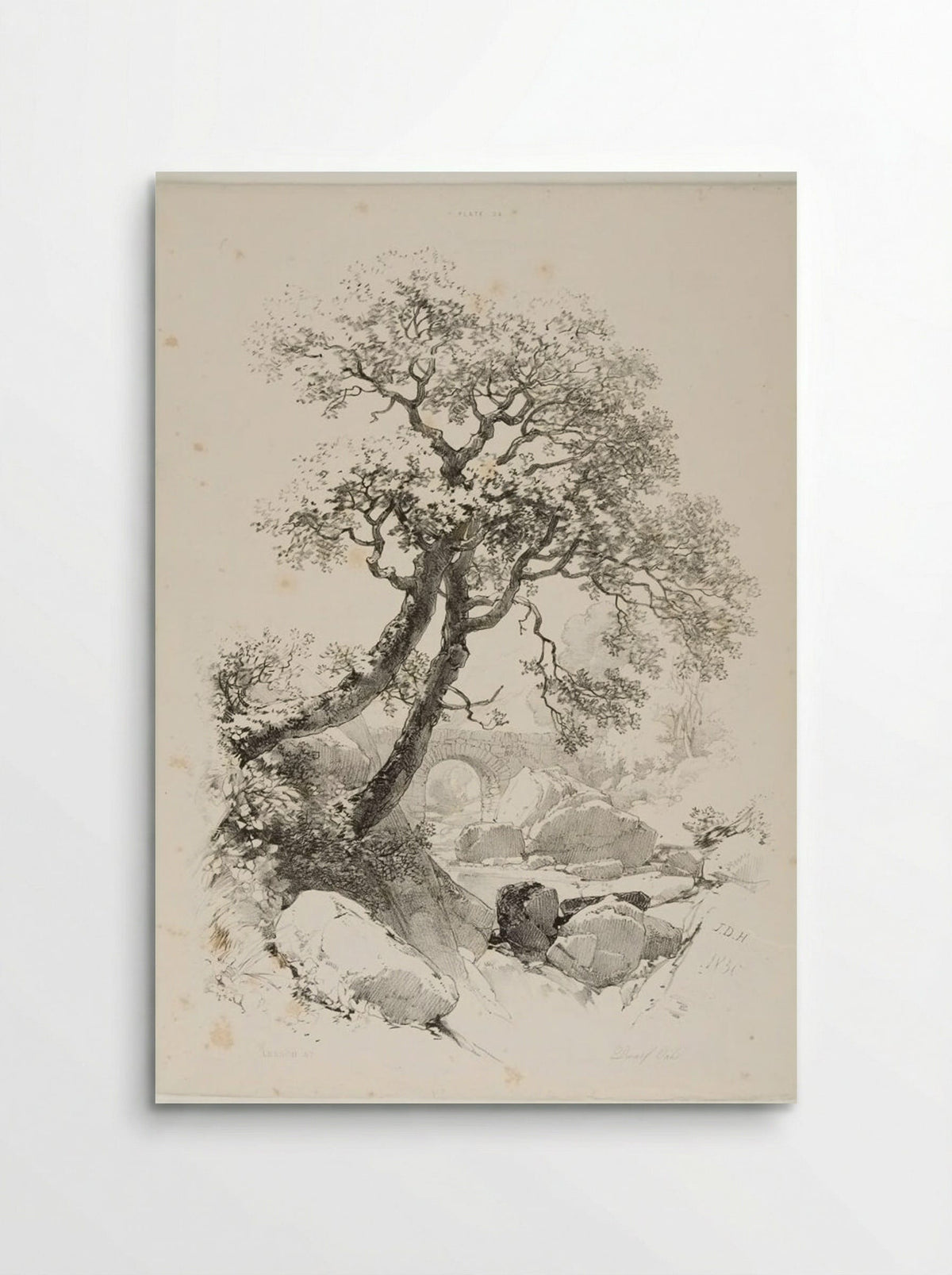 Dwarf Oaks - James Duffield Harding - Poster
