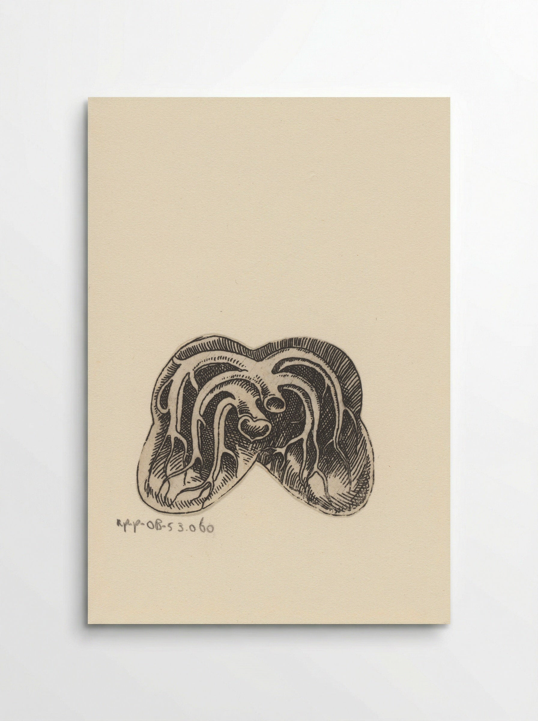 Dwarsdoorsnede longen - Lucas Kilian - Poster