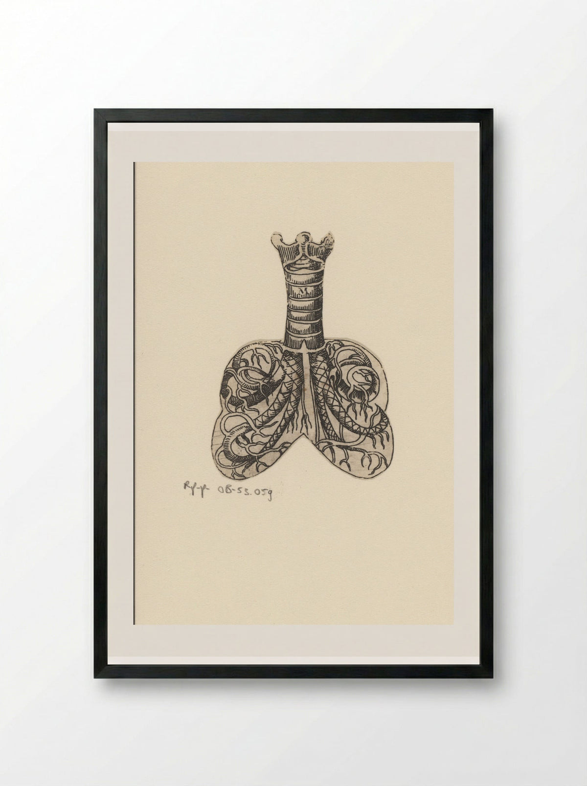 Dwarsdoorsnede luchtpijp en longen - Lucas Kilian - Framed Print Black