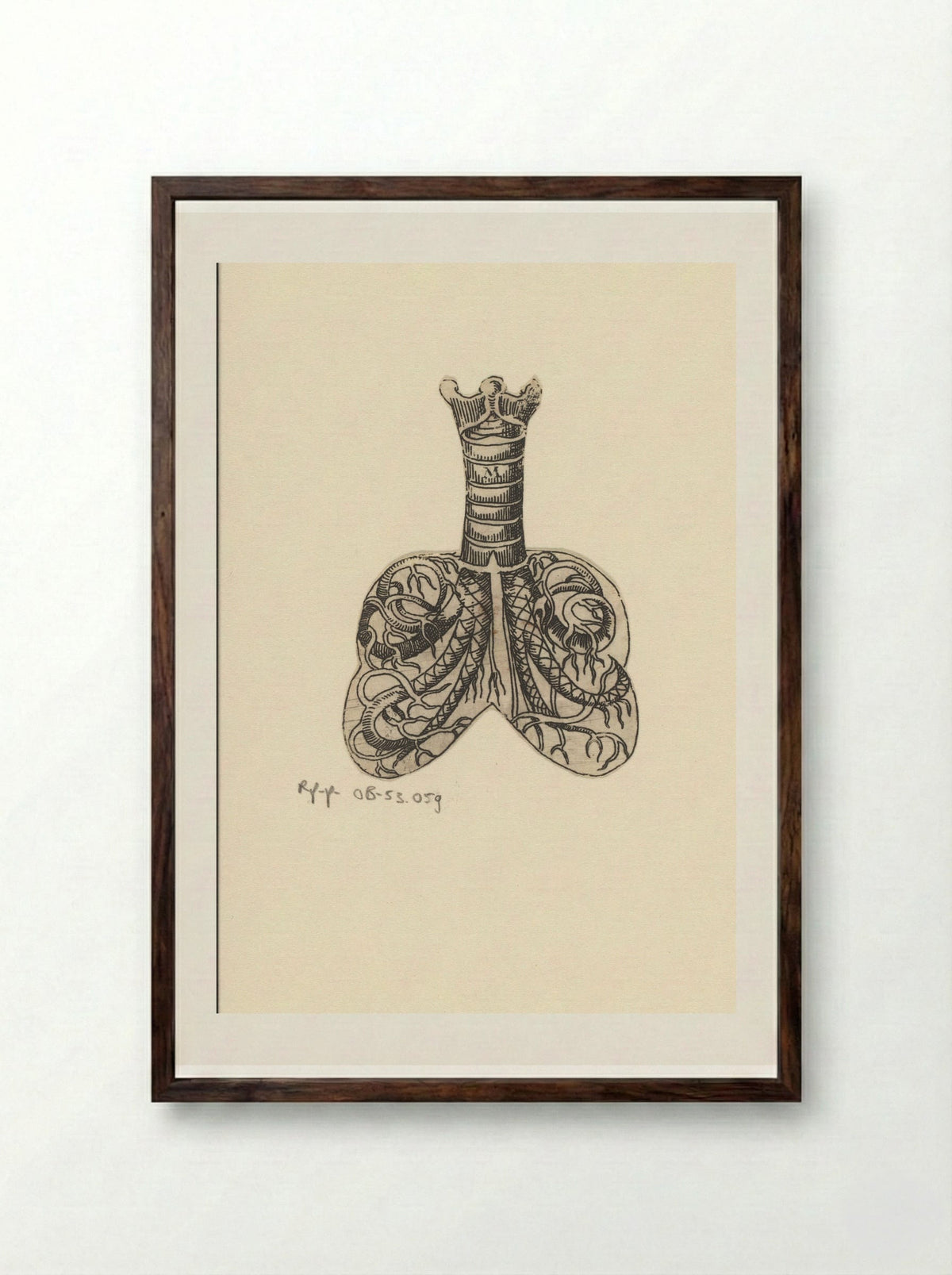 Dwarsdoorsnede luchtpijp en longen - Lucas Kilian - Framed Print Dark Wood