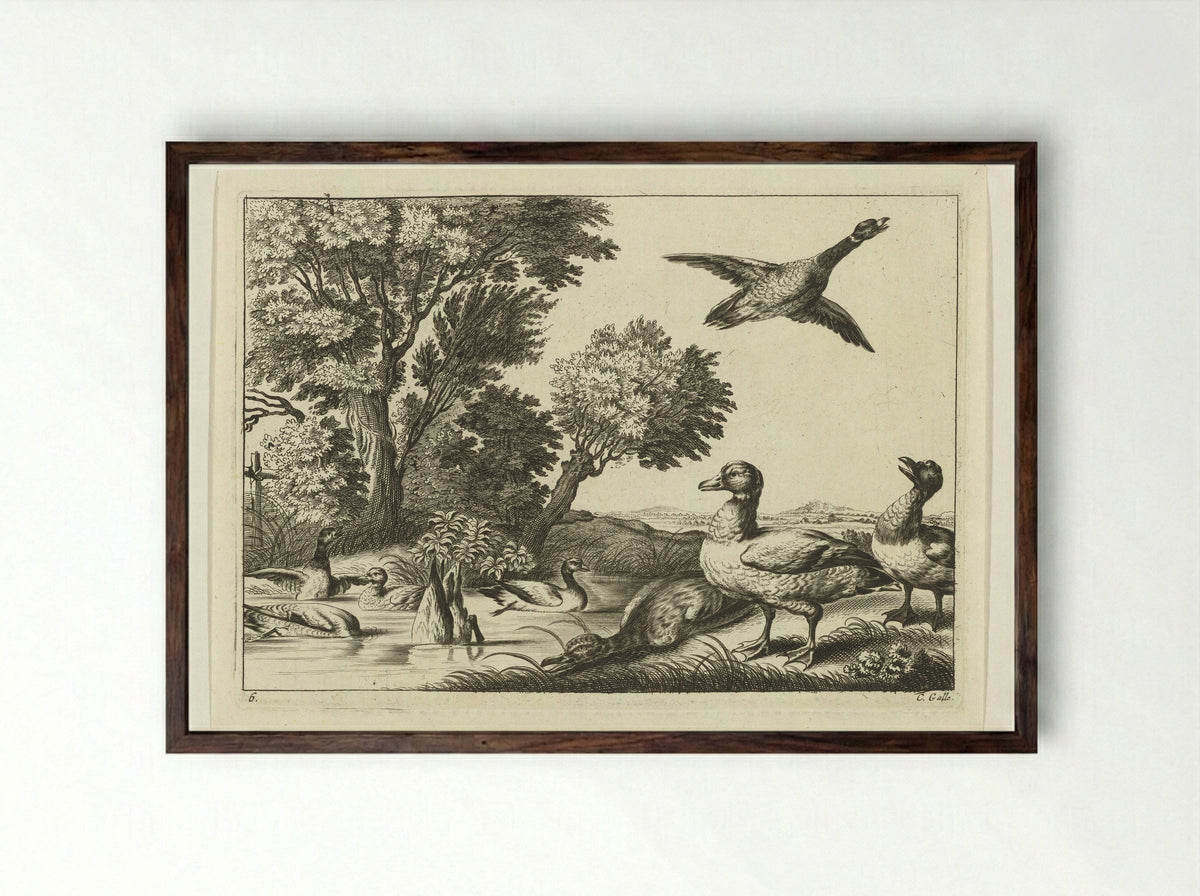 Eenden - Peter van Liesebetten - Framed Print Dark Wood