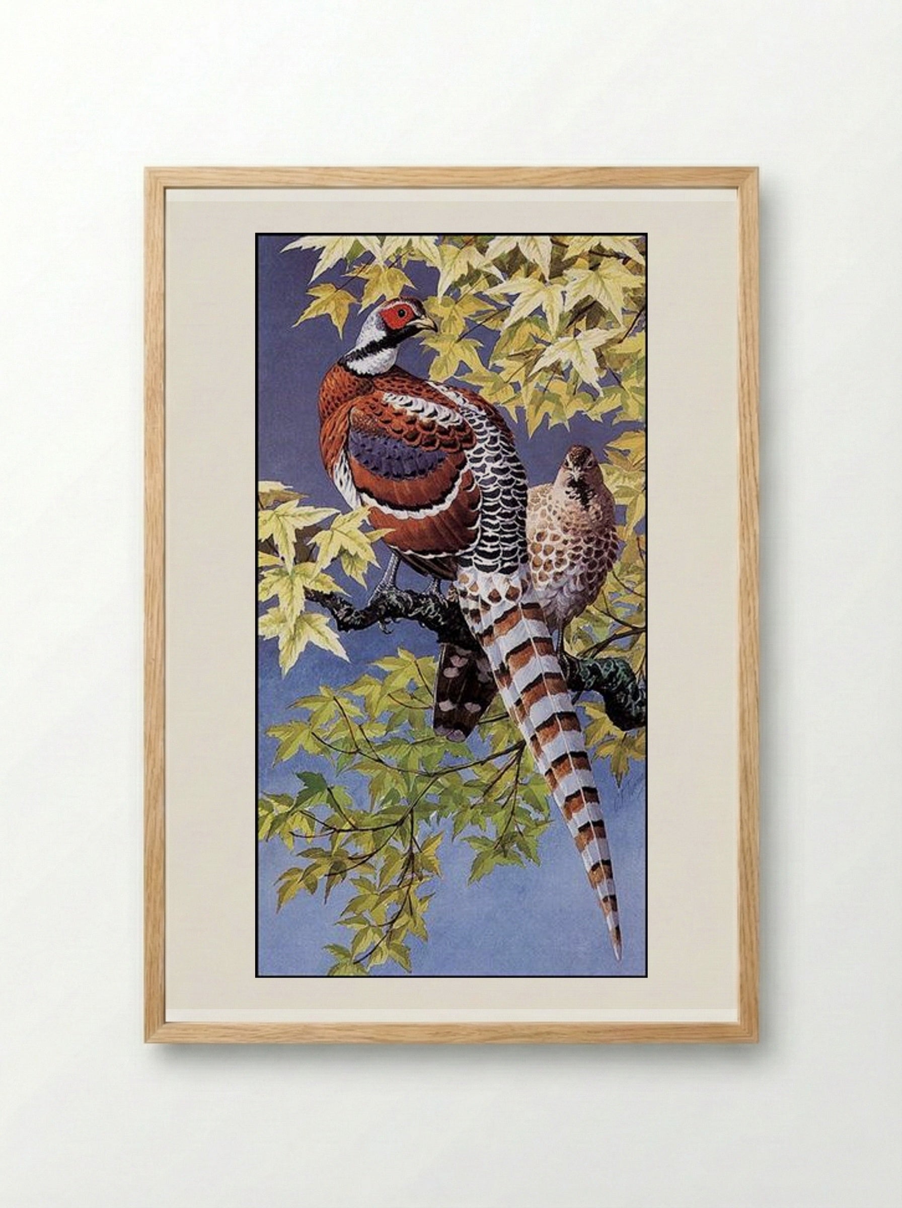 Elliot's Pheasants - Charles Tunnicliffe - Framed Print Wood