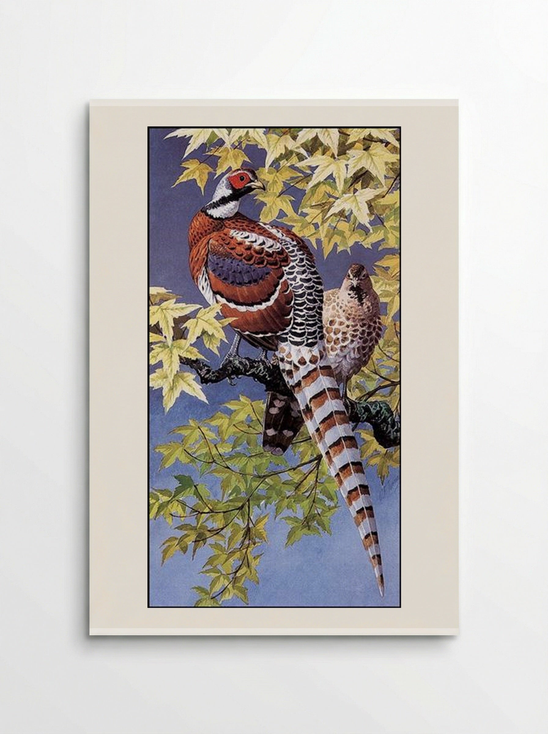 Elliot's Pheasants - Charles Tunnicliffe - Poster