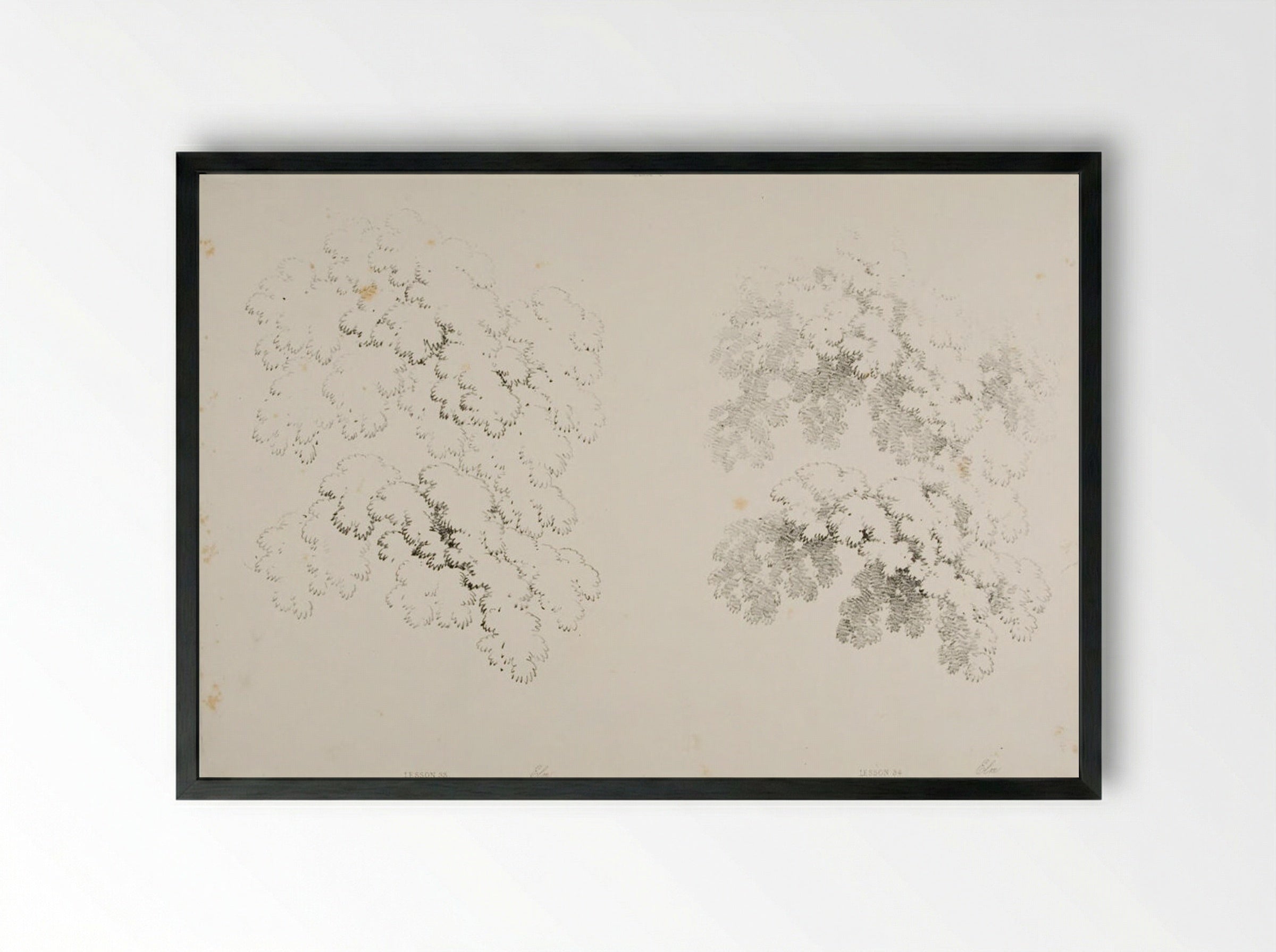 Elms (Study of Foliage) - James Duffield Harding - Framed Print Black