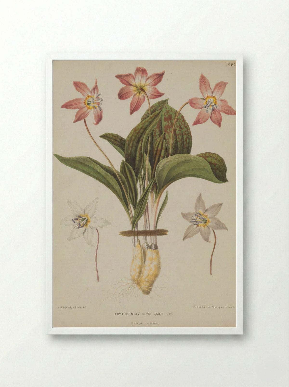 Erythronium Dens Canis L. - A. J. Wendel - Framed Print White