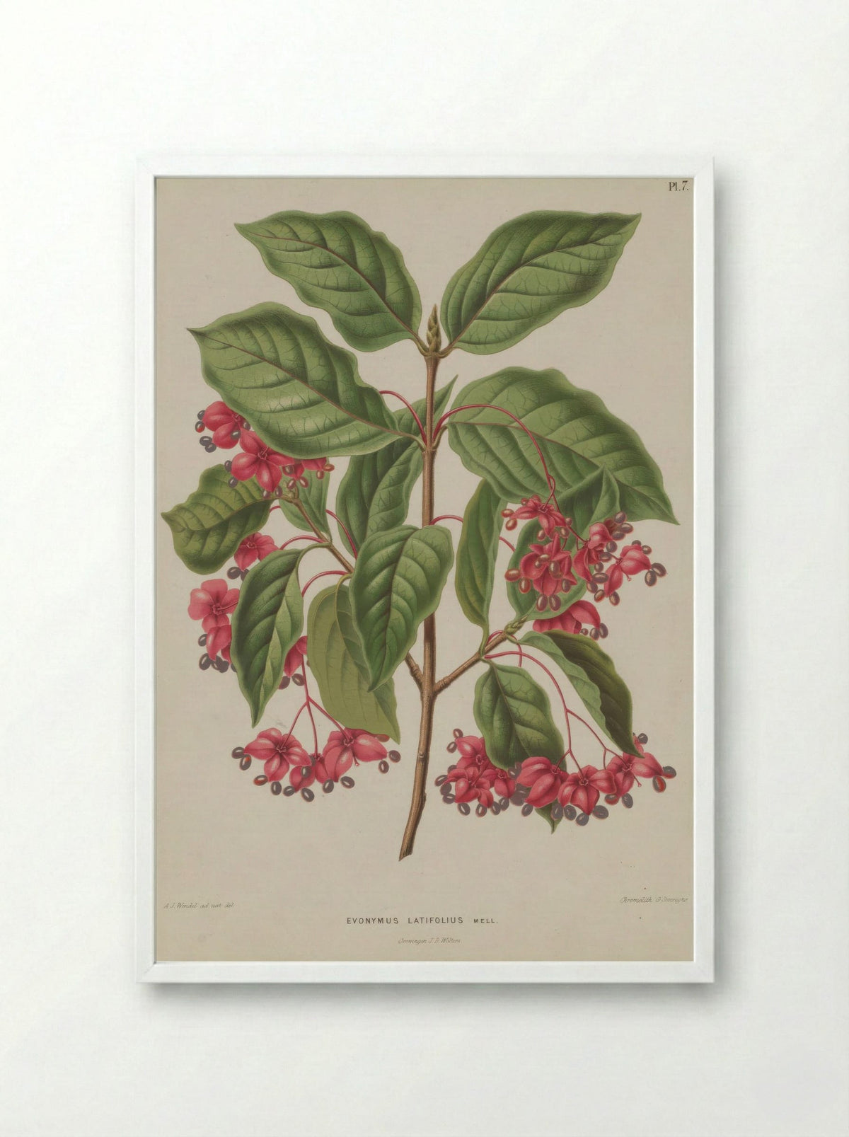 Euonymus Europaeus Var. Latifolius L. - A. J. Wendel - Framed Print White