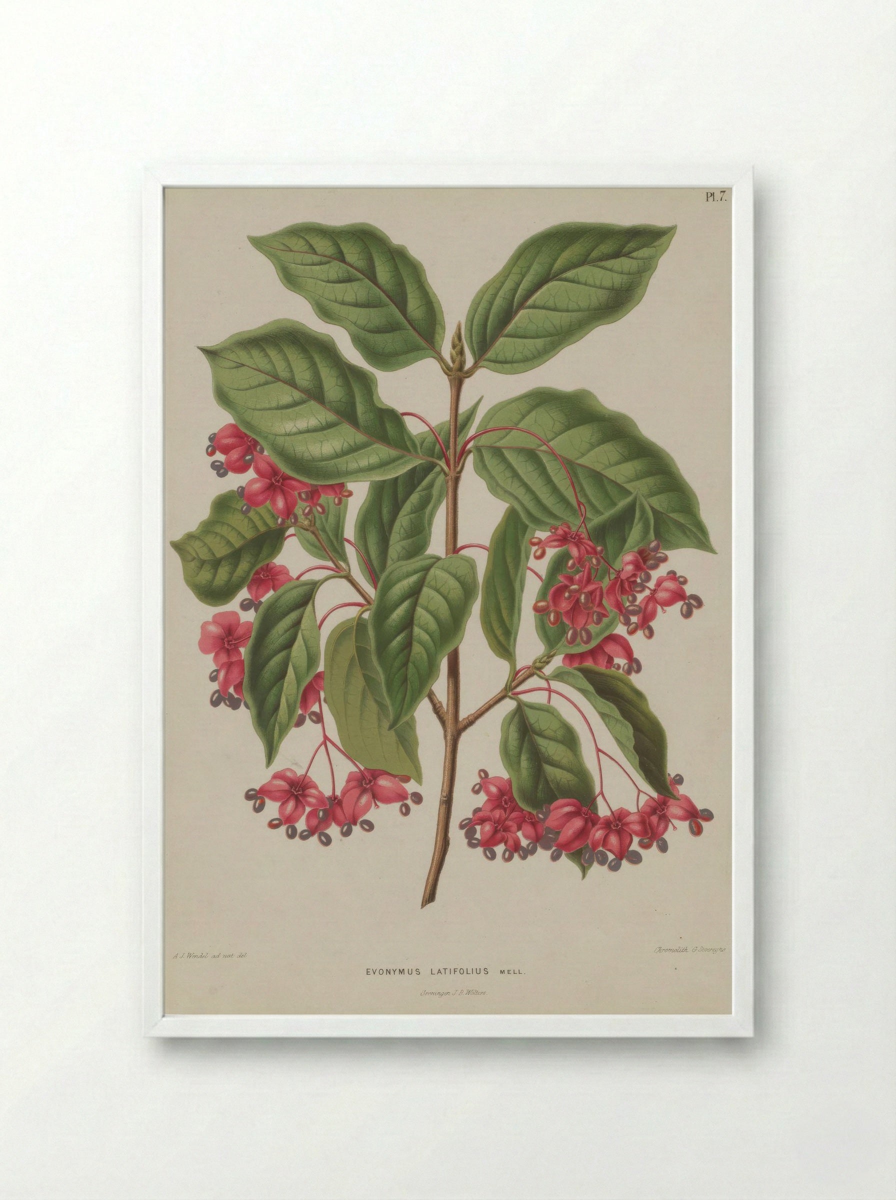Euonymus Europaeus Var. Latifolius L. - A. J. Wendel - Framed Print White