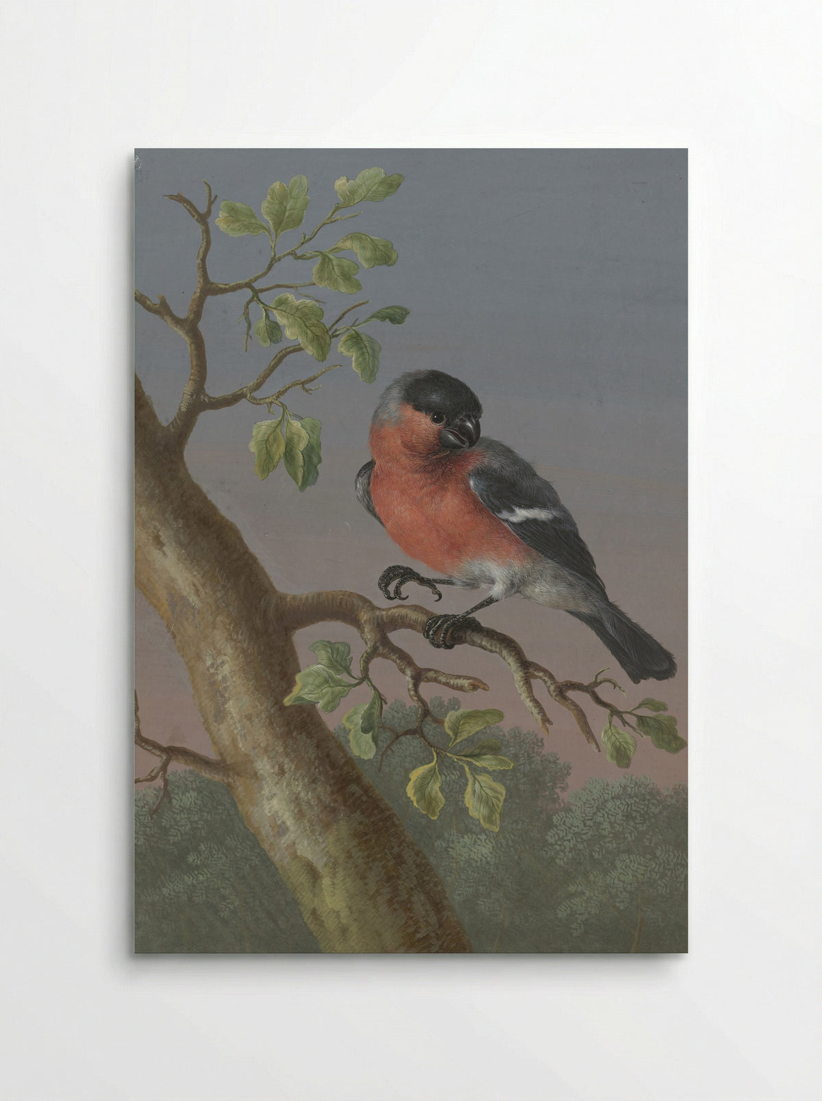Eurasian Bullfinch - Barbara Regina Dietzsch - Poster