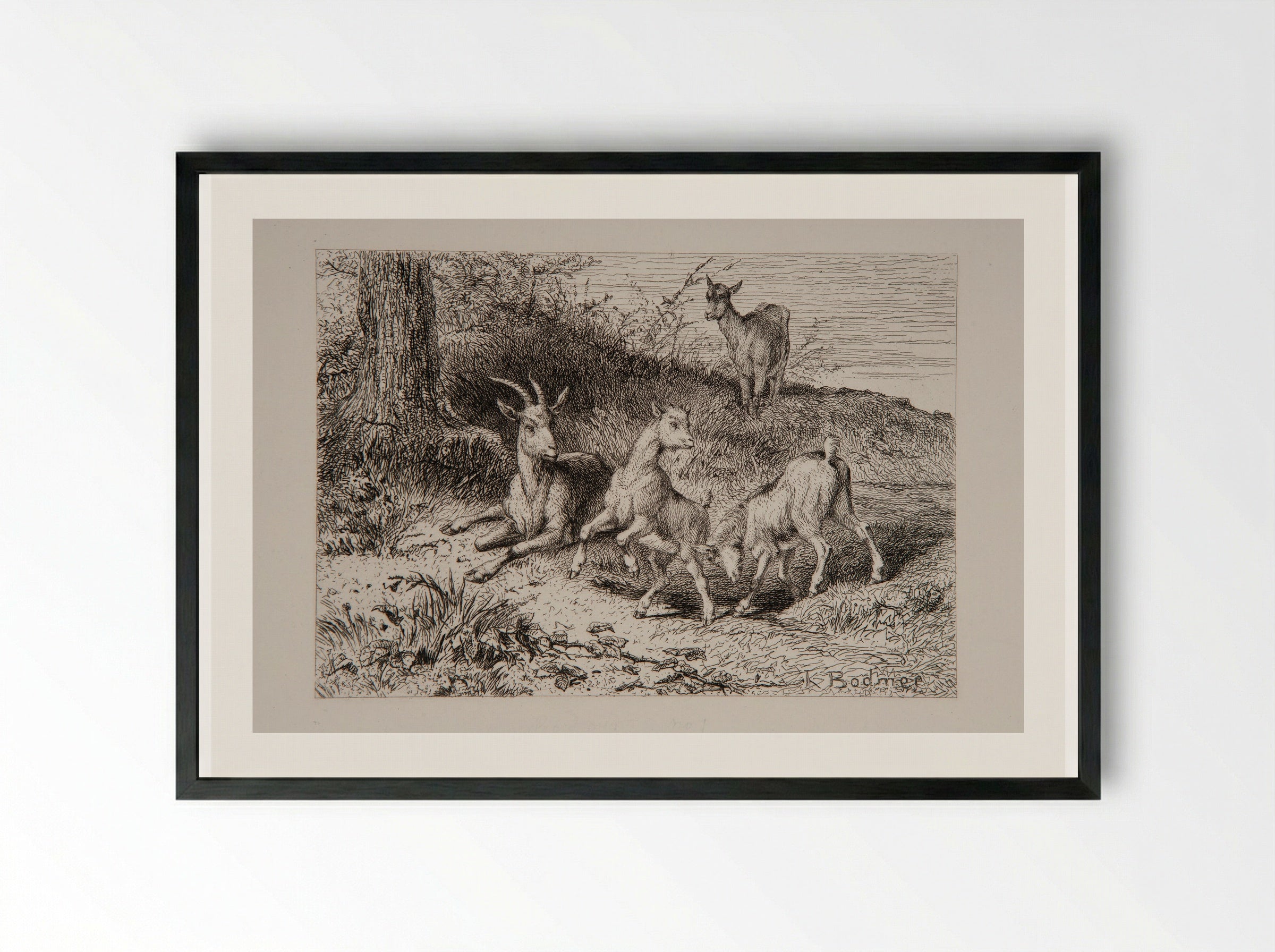 Family of Goats - Karl Bodmer - Framed Print Black