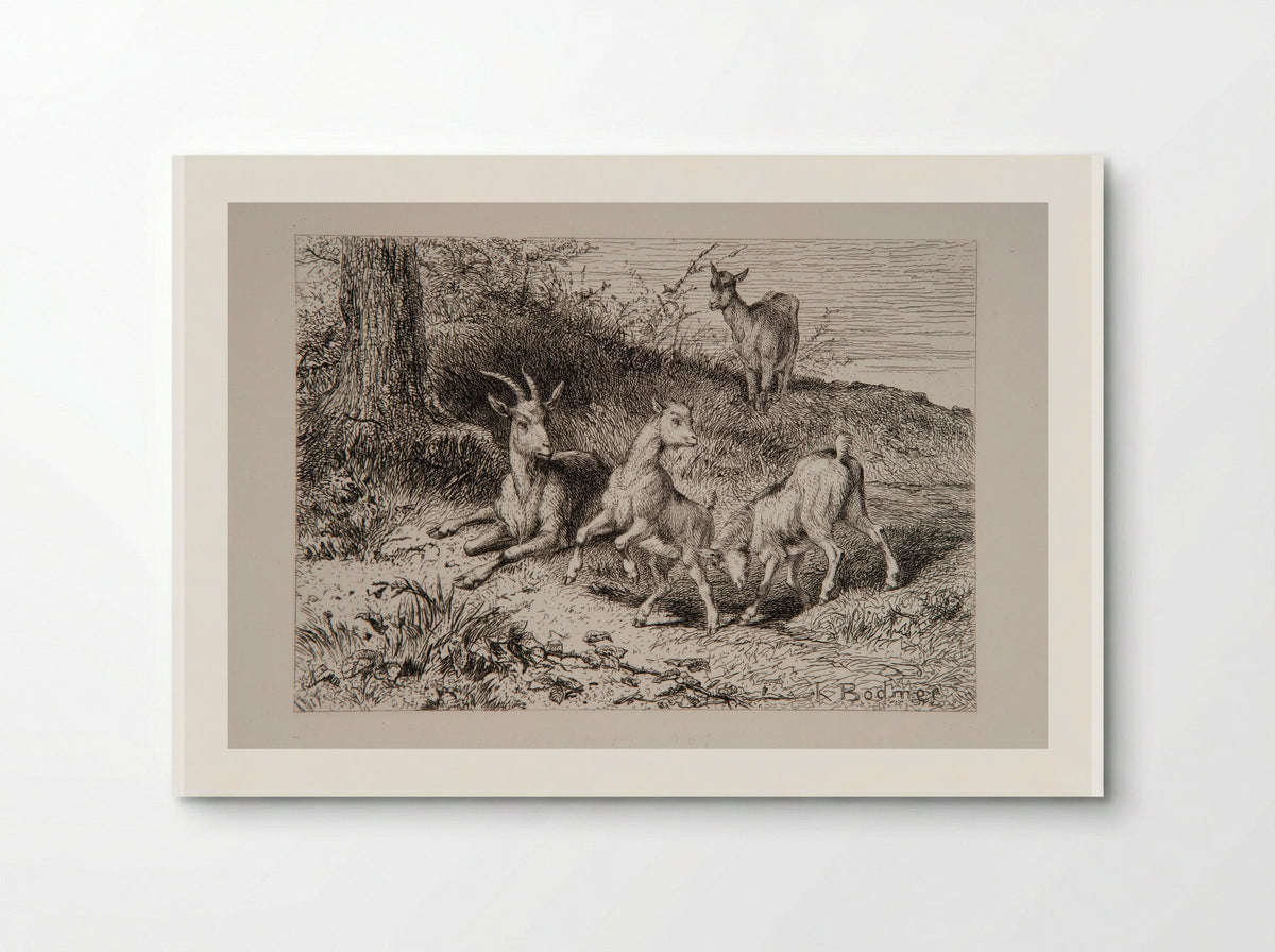 Family of Goats - Karl Bodmer - Poster