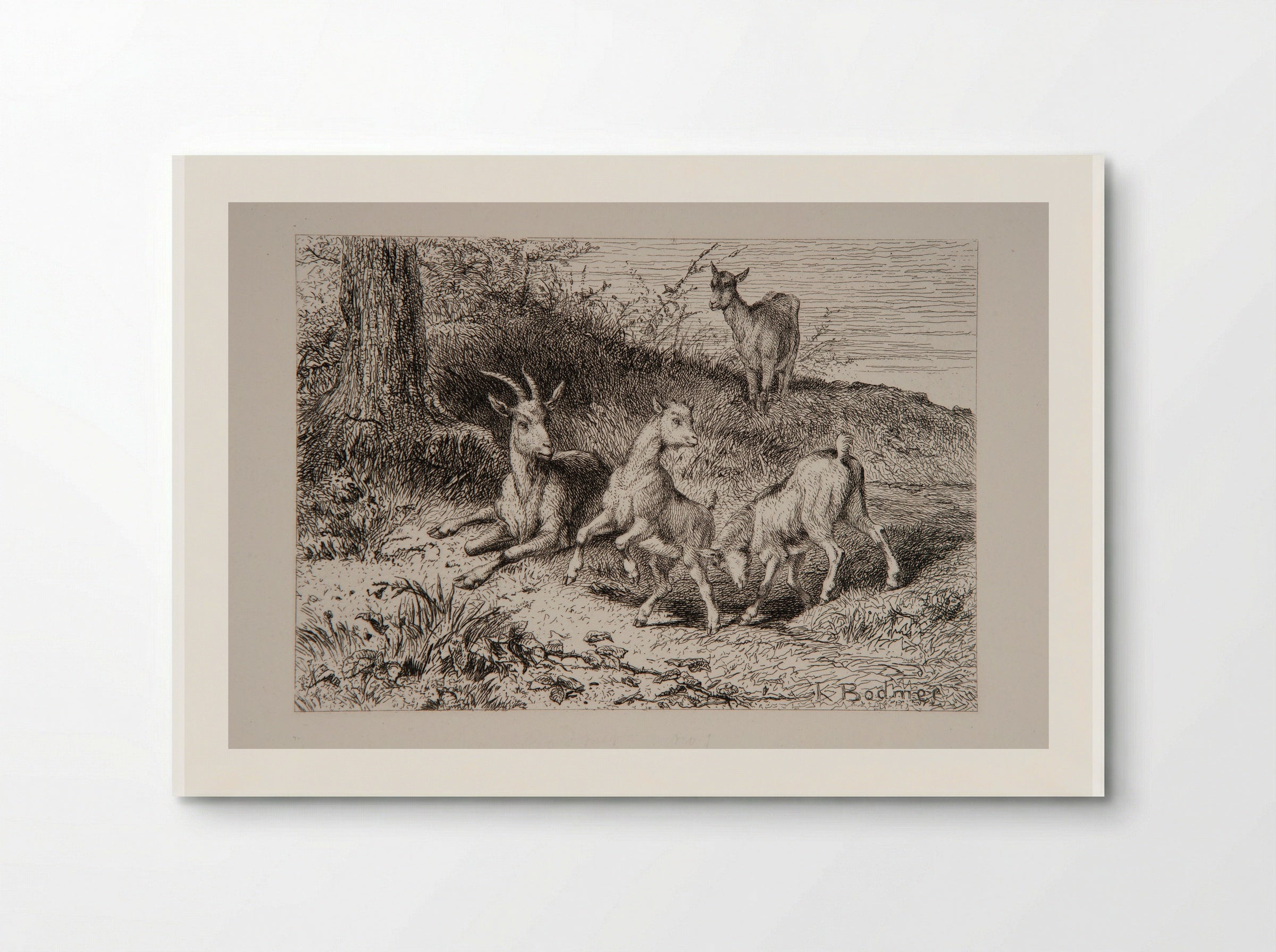 Family of Goats - Karl Bodmer - Poster