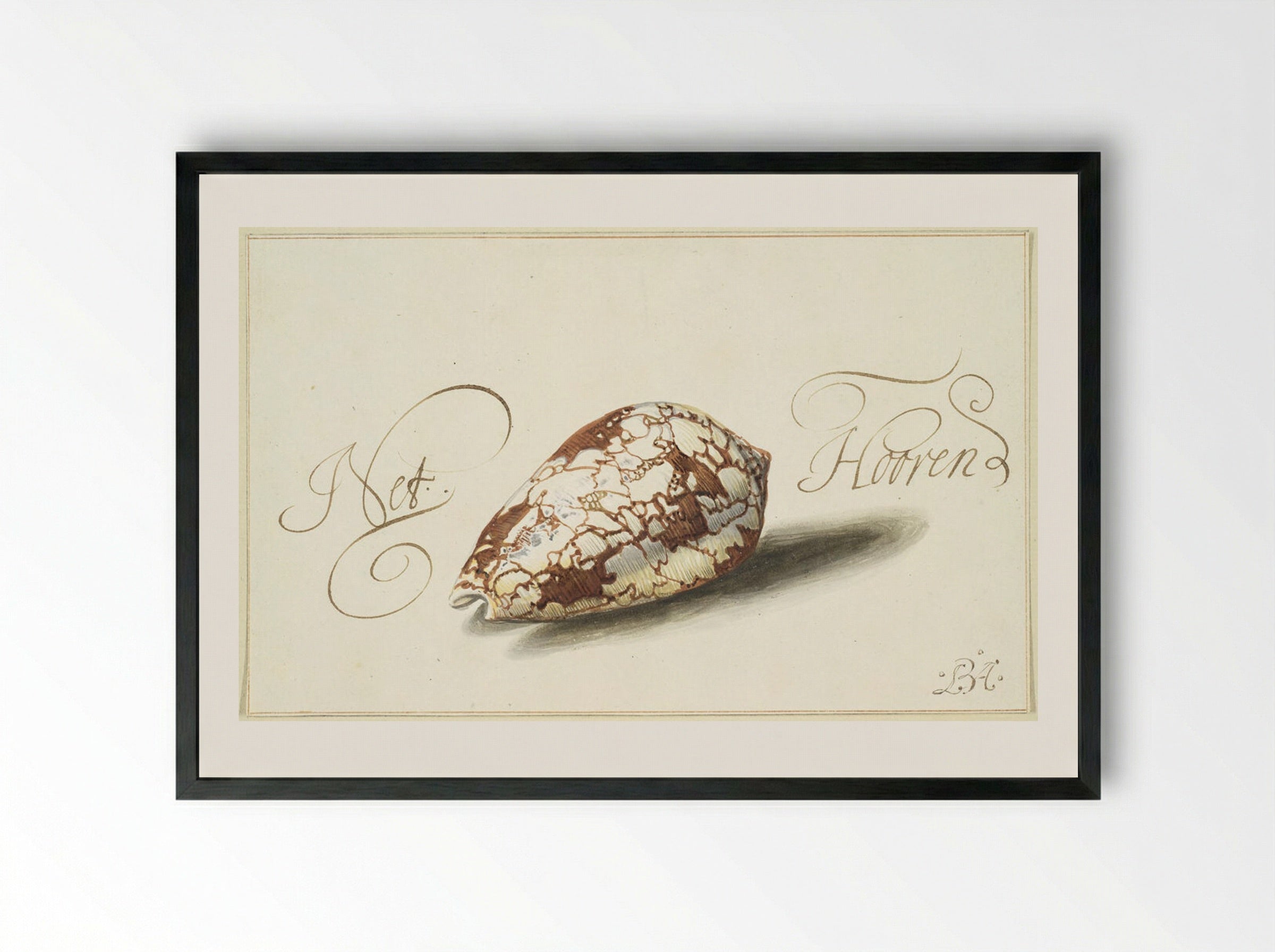 Feathered Cone Shell - Balthasar van der Ast - Framed Print Black