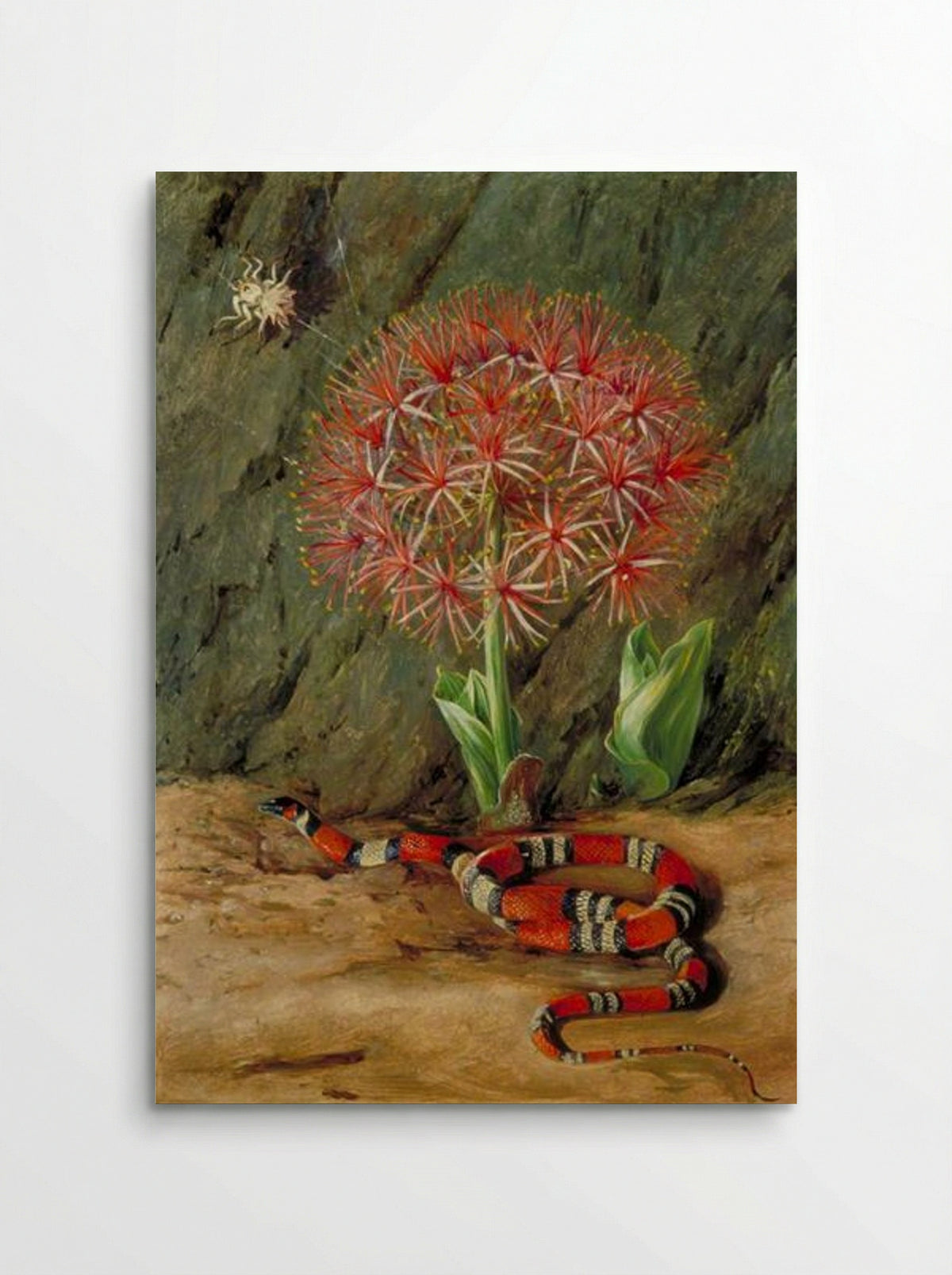 Flor Imperiale, Coral Snake and Spider, Brazil - Marianne North - Poster