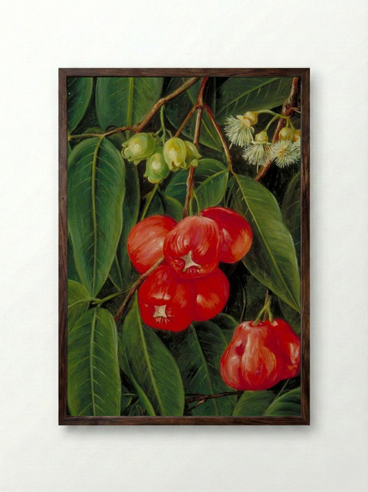 Flowers and Fruit of the Jamboa Boll, Java - Marianne North - Framed Print Dark Wood