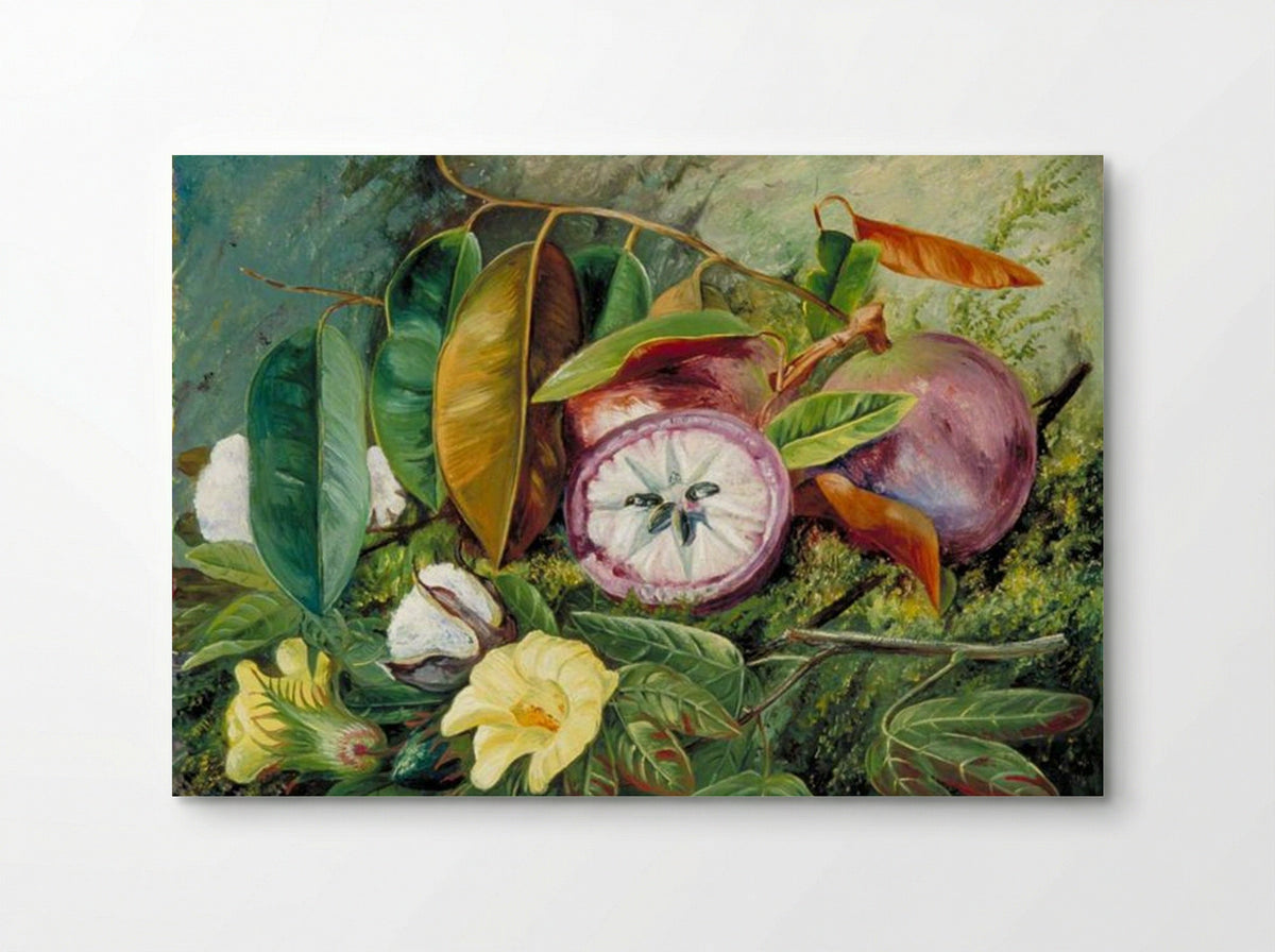 Foliage, Flowers and Seed-Vessels of Cotton and Fruit of Star Apple, Jamaica - Marianne North - Poster