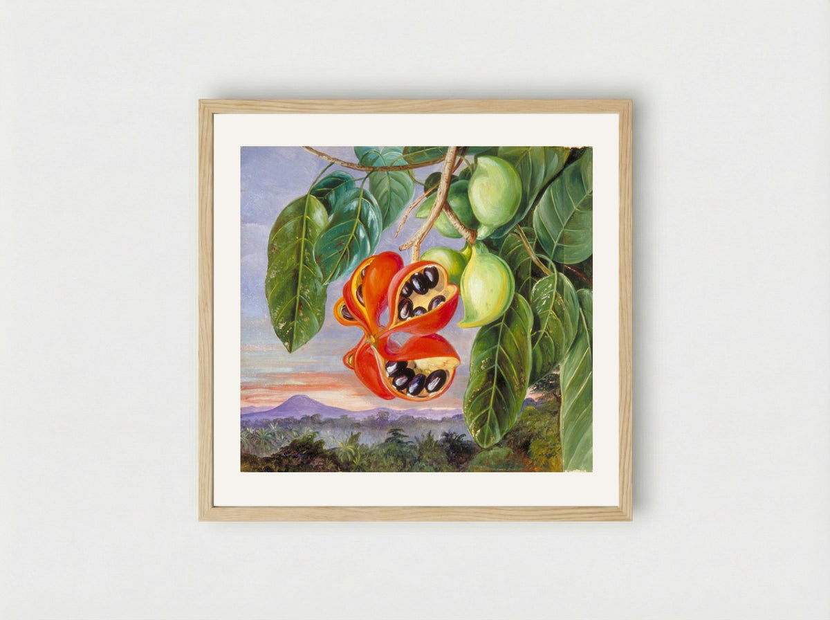 Foliage and Fruit of Sterculia parviflora - Marianne North - Framed Print Wood