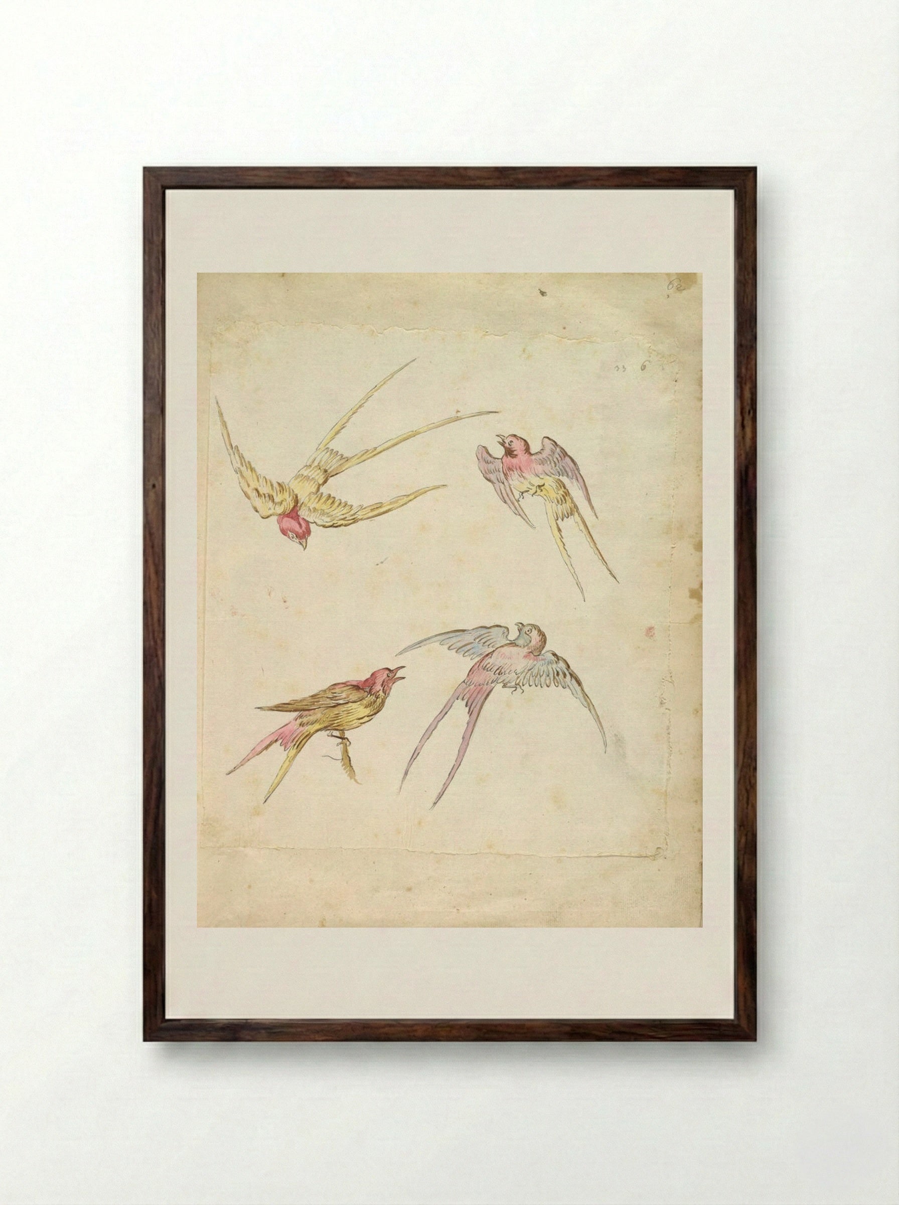 Four Swallows, One Perched and Three in Flight - Jean-Baptiste Oudry - Framed Print Dark Wood