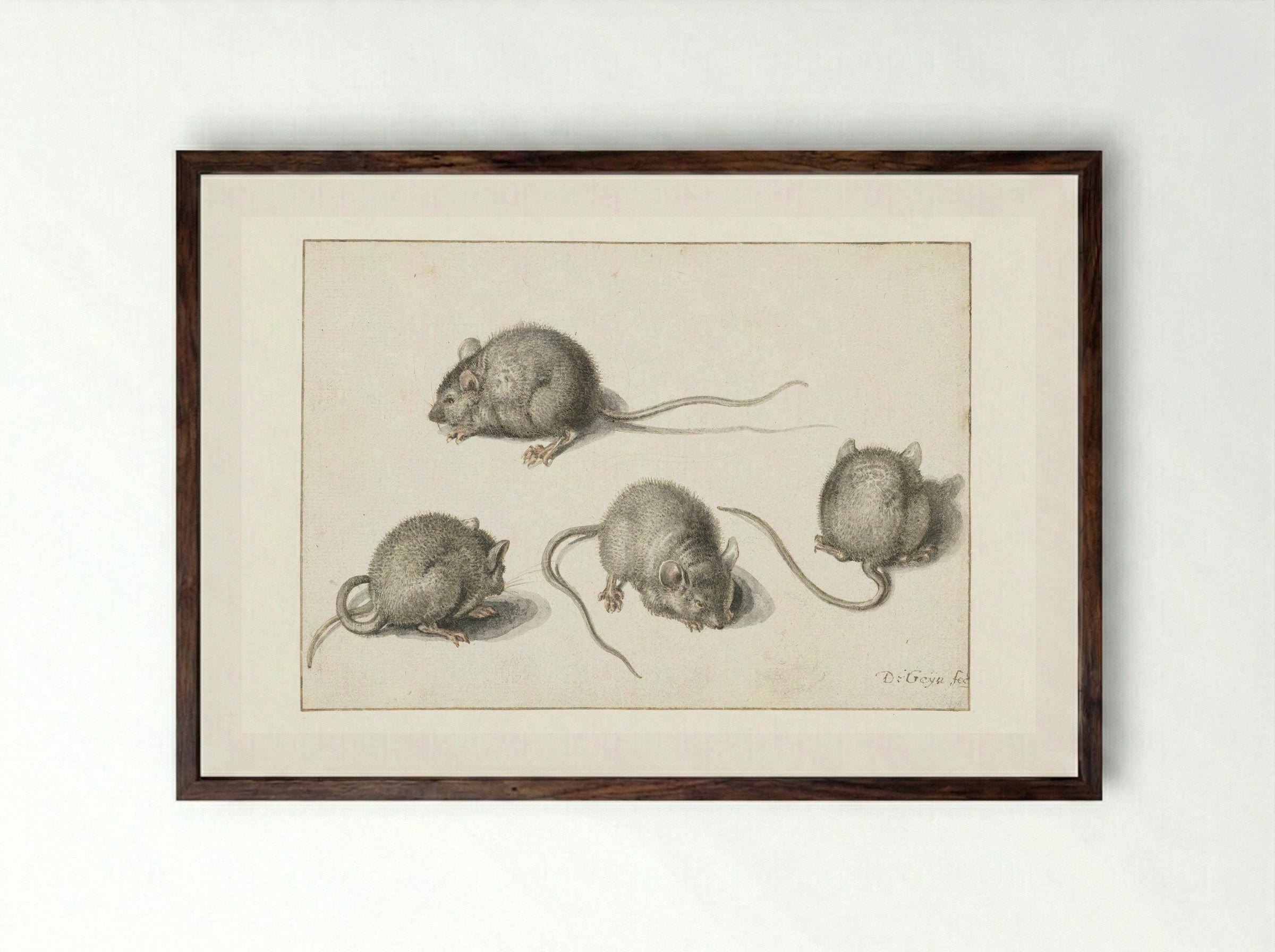 Four studies of a diseased mouse - Jacques de Gheyn (II) - Framed Print Dark Wood