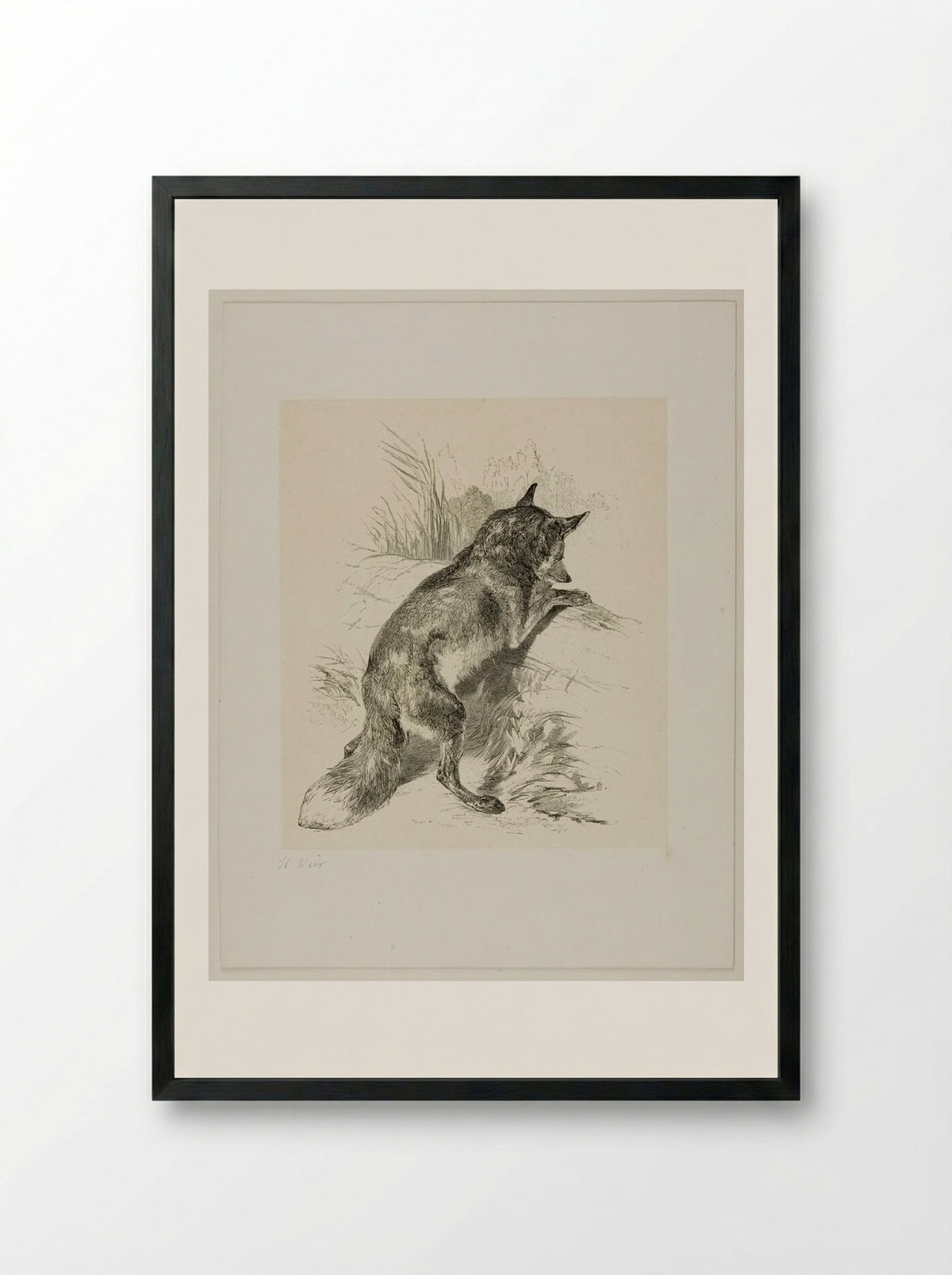 Fox (Engraving after Harrison Weir) - William Frederick Measom - Framed Print Black