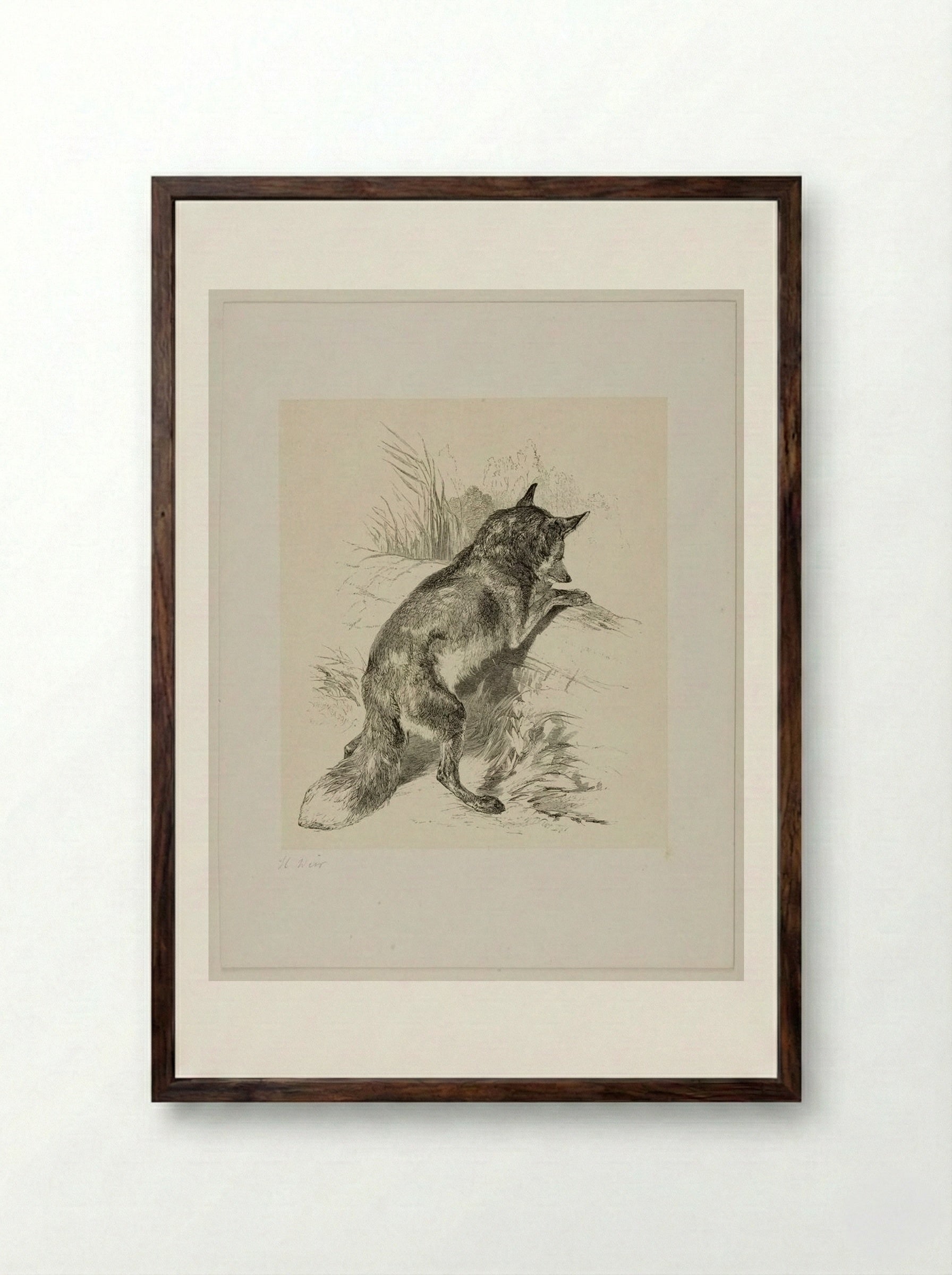 Fox (Engraving after Harrison Weir) - William Frederick Measom - Framed Print Dark Wood
