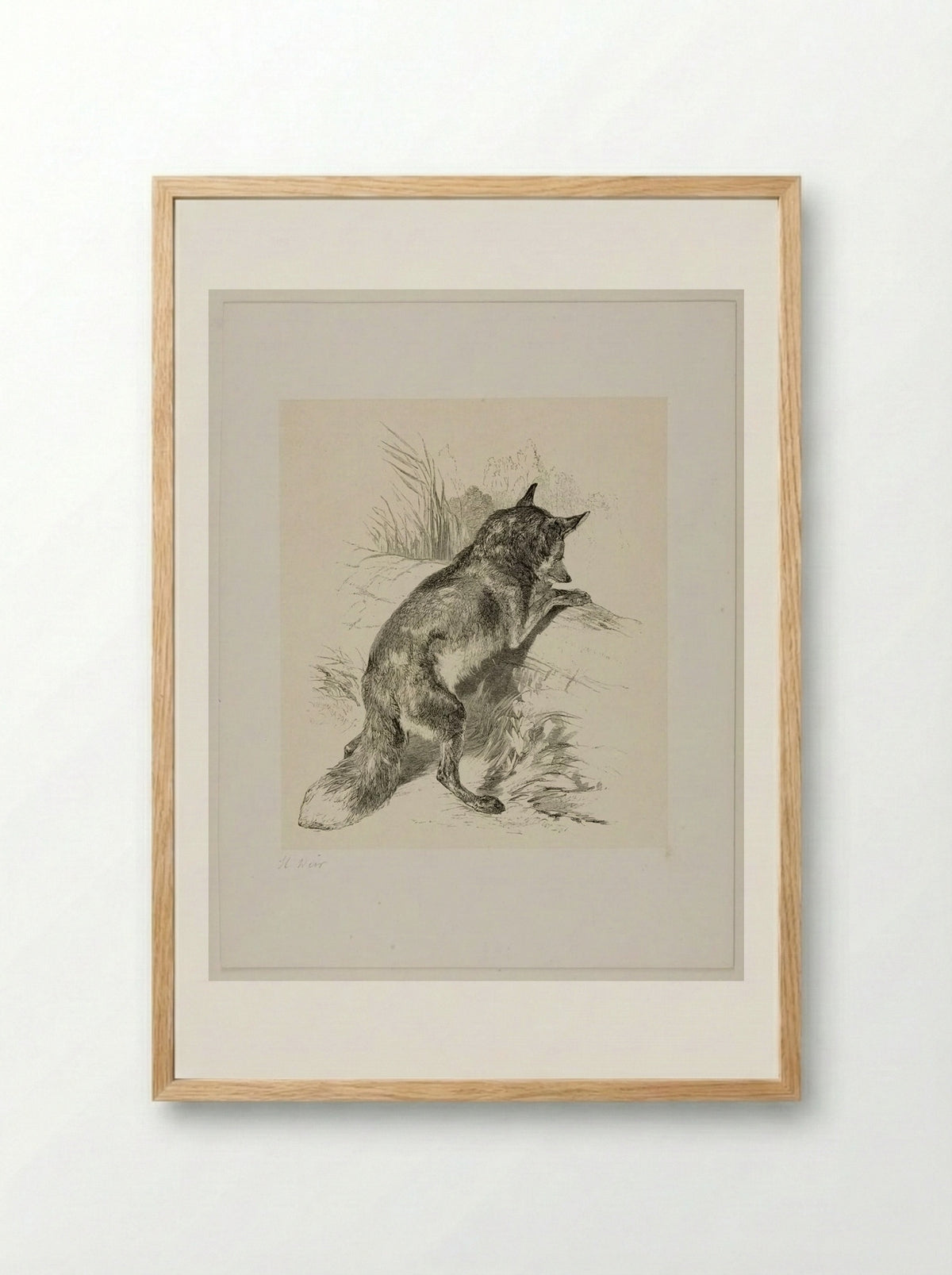Fox (Engraving after Harrison Weir) - William Frederick Measom - Framed Print Wood