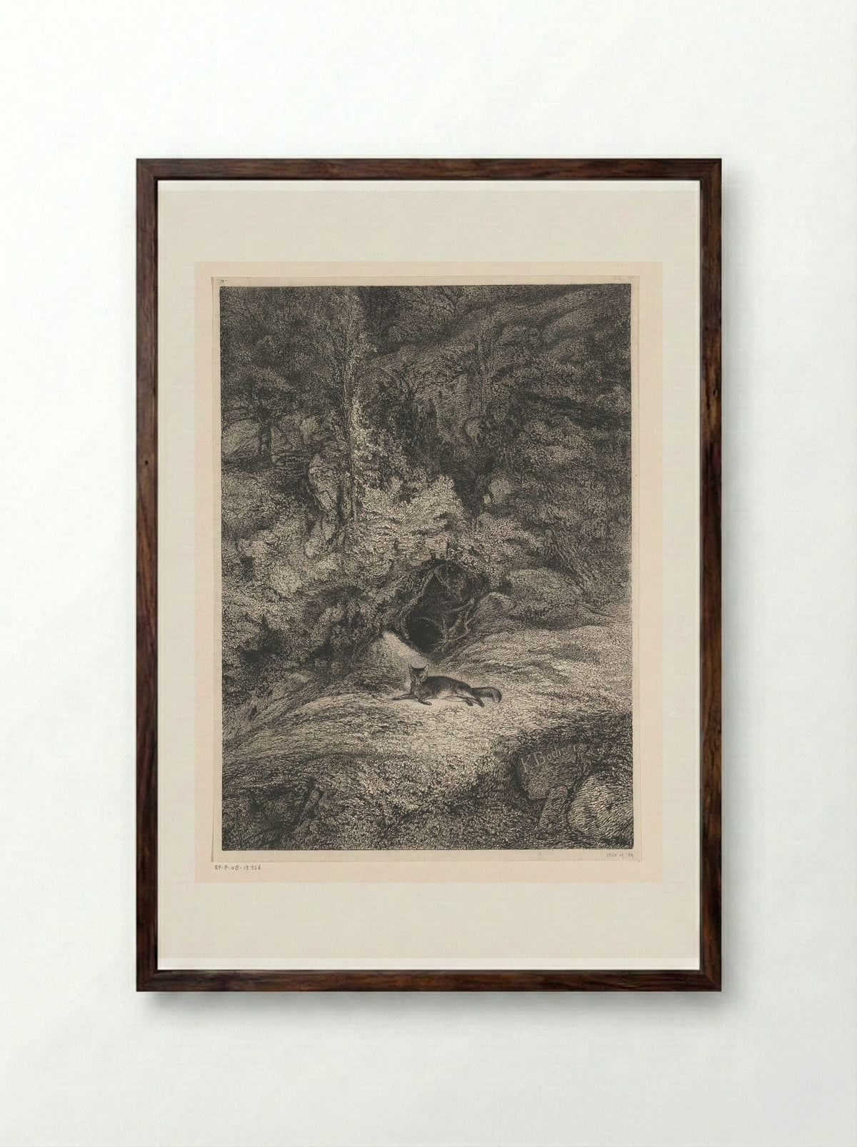 Fox - Karl Bodmer - Framed Print Dark Wood