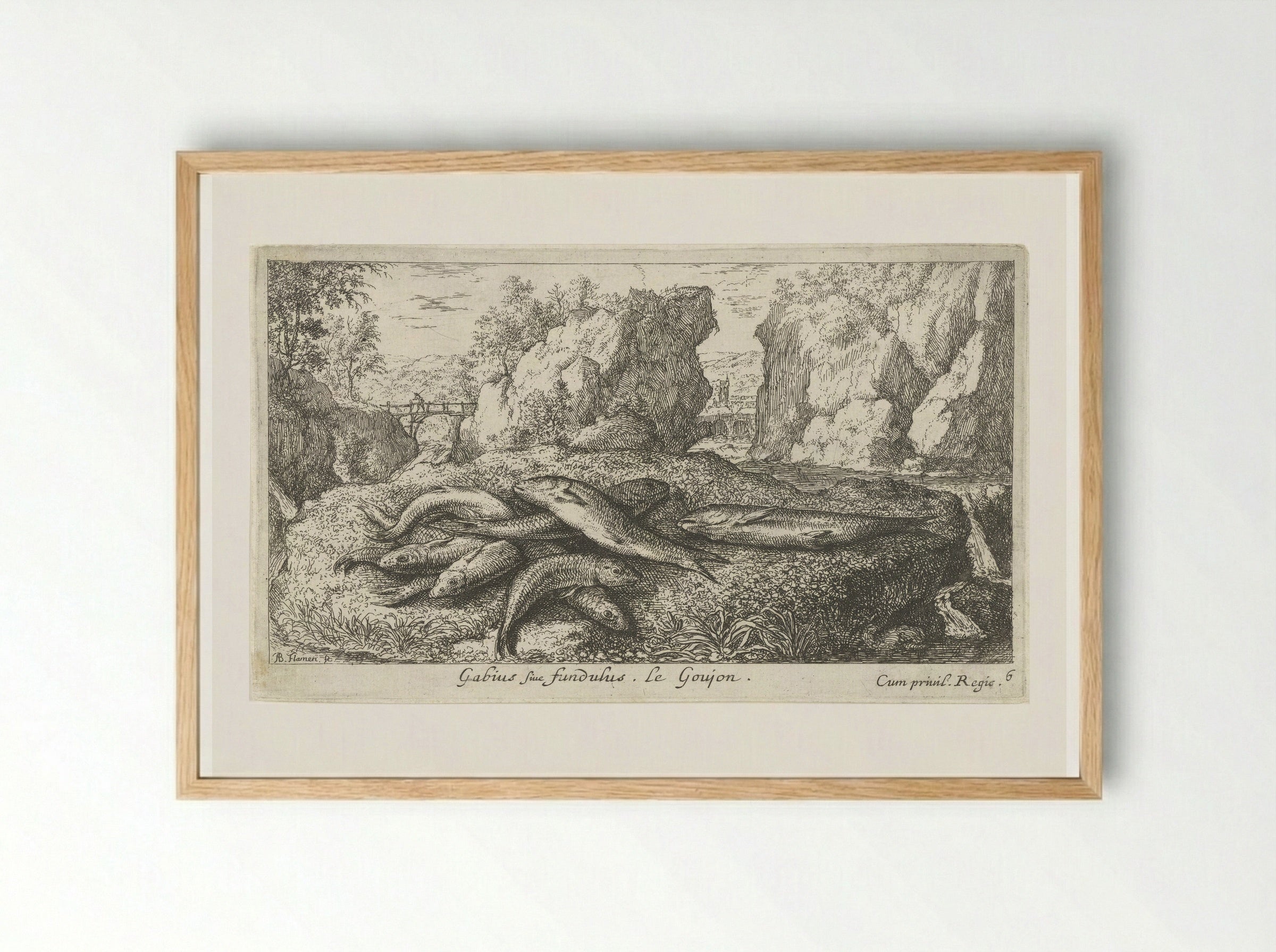 Gabius sive fundulus - Albert Flamen - Framed Print Wood
