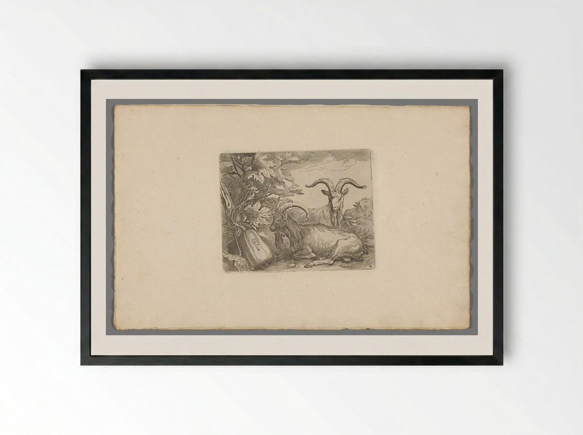 Geiten en kalebas (Goats and Gourd) - Boëtius Adamsz. Bolswert - Framed Print Black