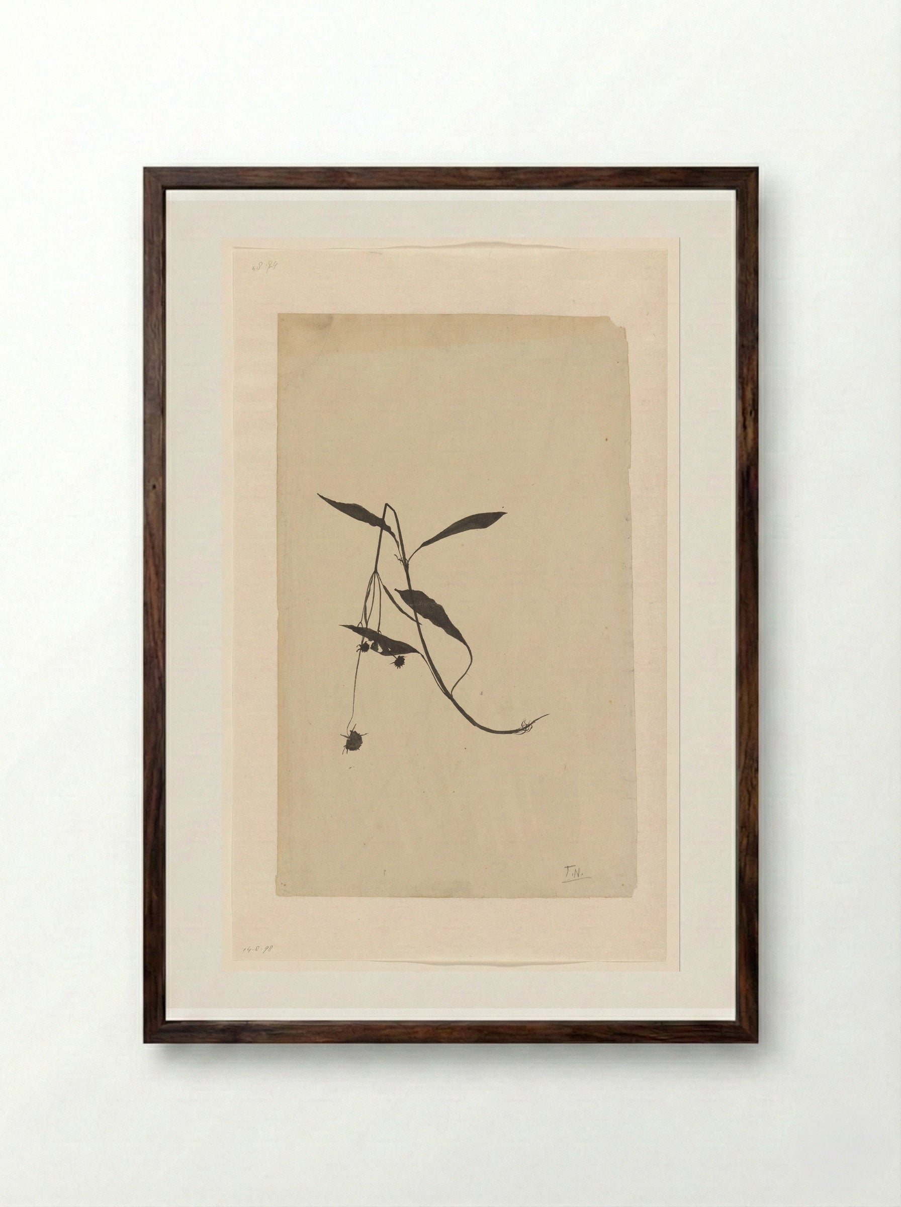 Geknakte stengel van een plant - Theo Nieuwenhuis - Framed Print Dark Wood