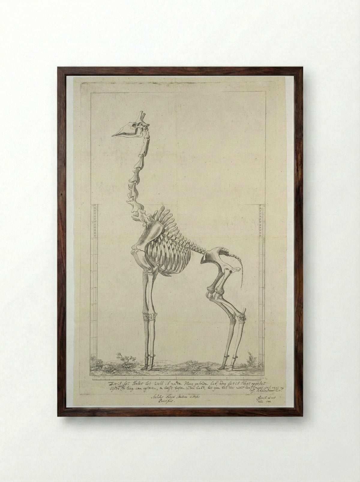 Giraffa camelopardalis (Giraffe) Skeleton - Jean François Gout - Framed Print Dark Wood