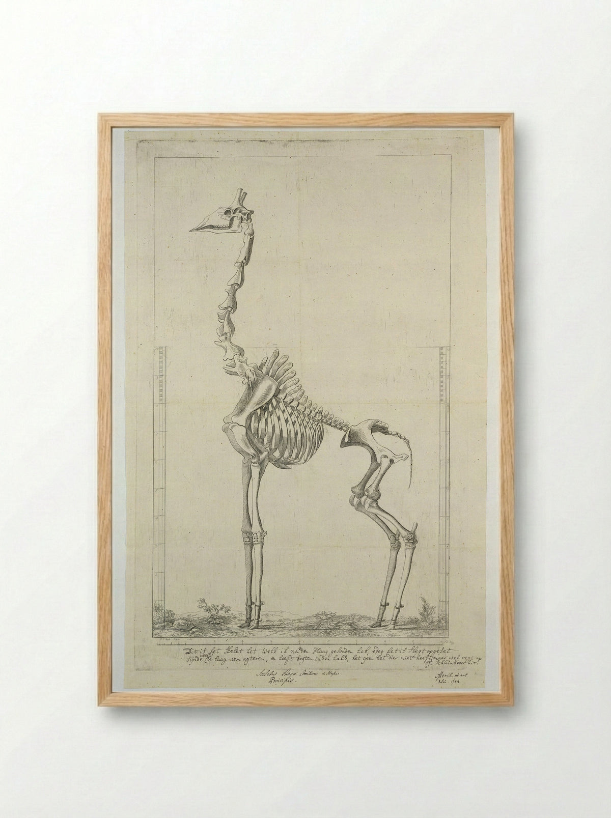 Giraffa camelopardalis (Giraffe) Skeleton - Jean François Gout - Framed Print Wood
