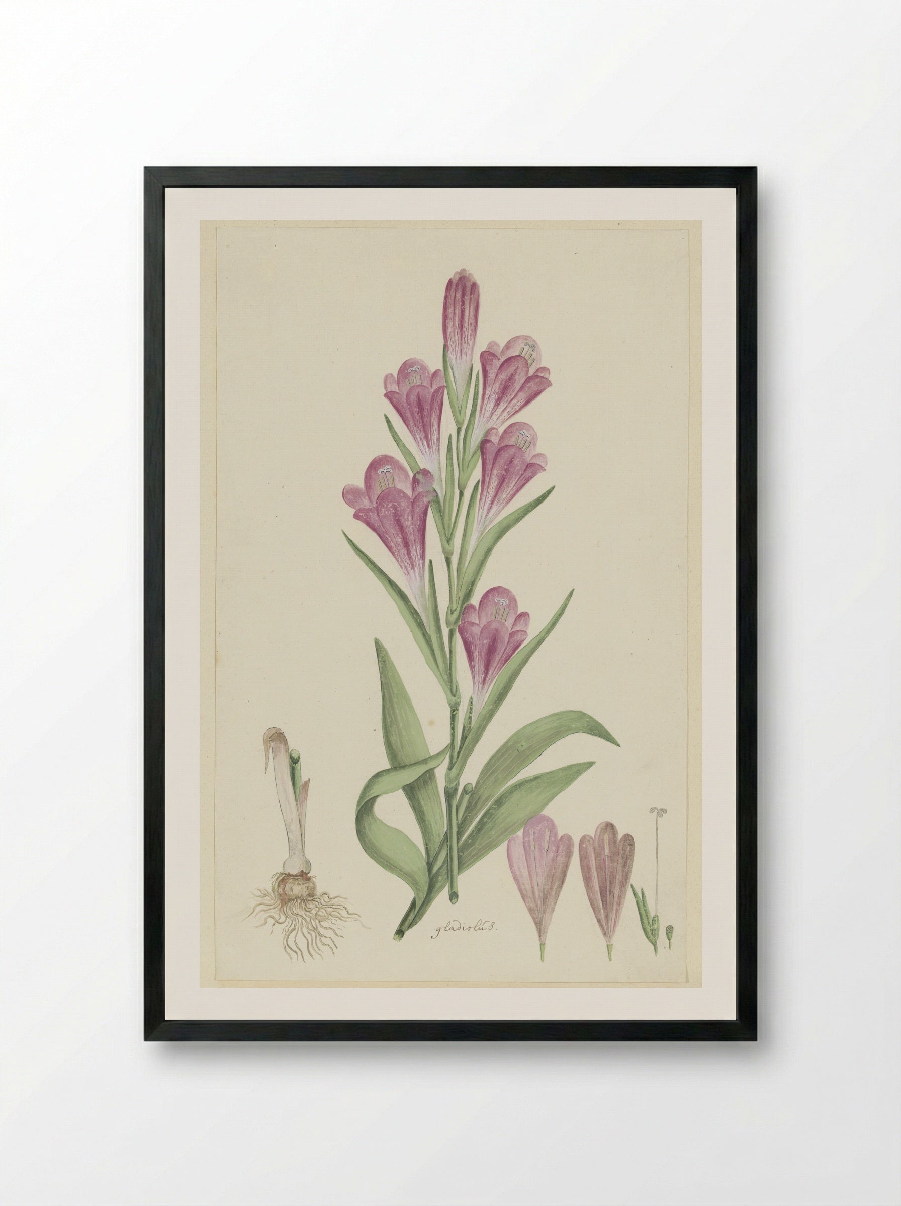 Gladiolus caryophyllaceus - Robert Jacob Gordon - Framed Print Black