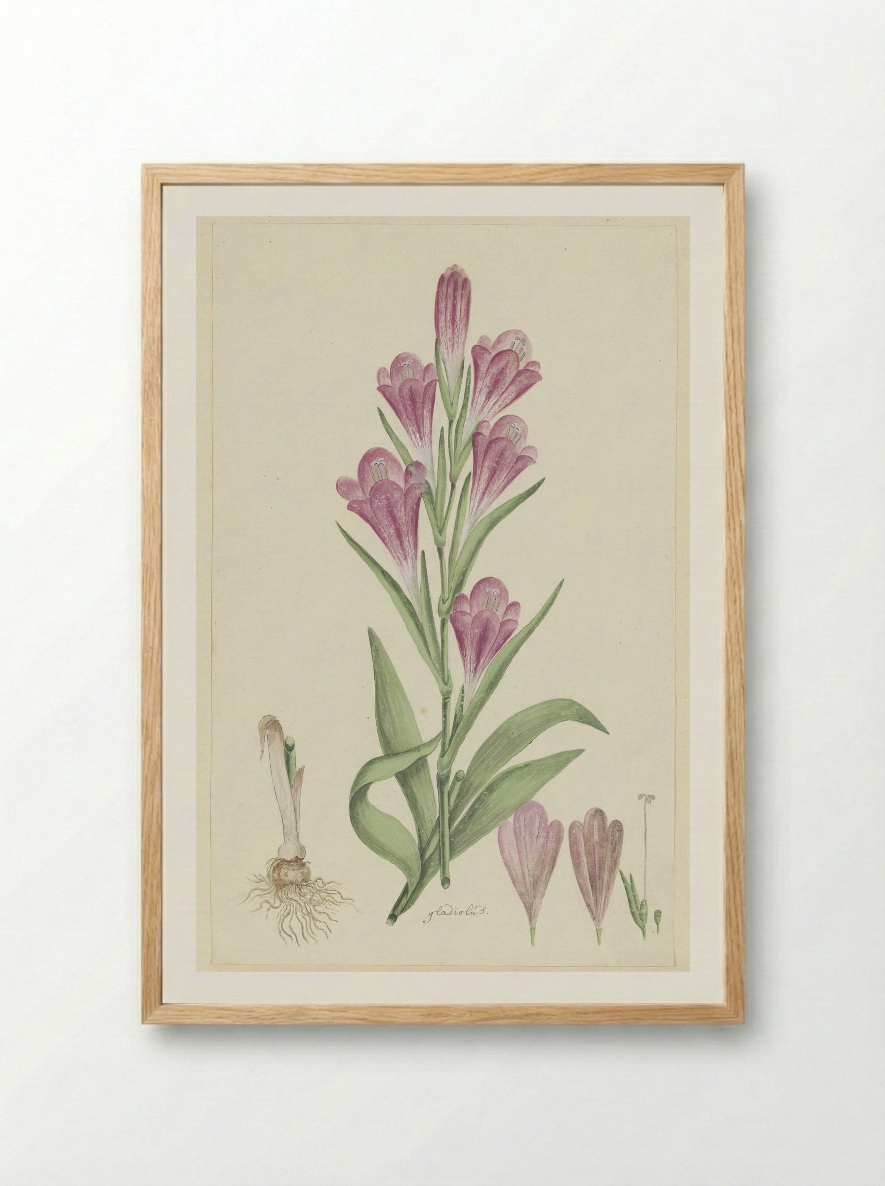 Gladiolus caryophyllaceus - Robert Jacob Gordon - Framed Print Wood
