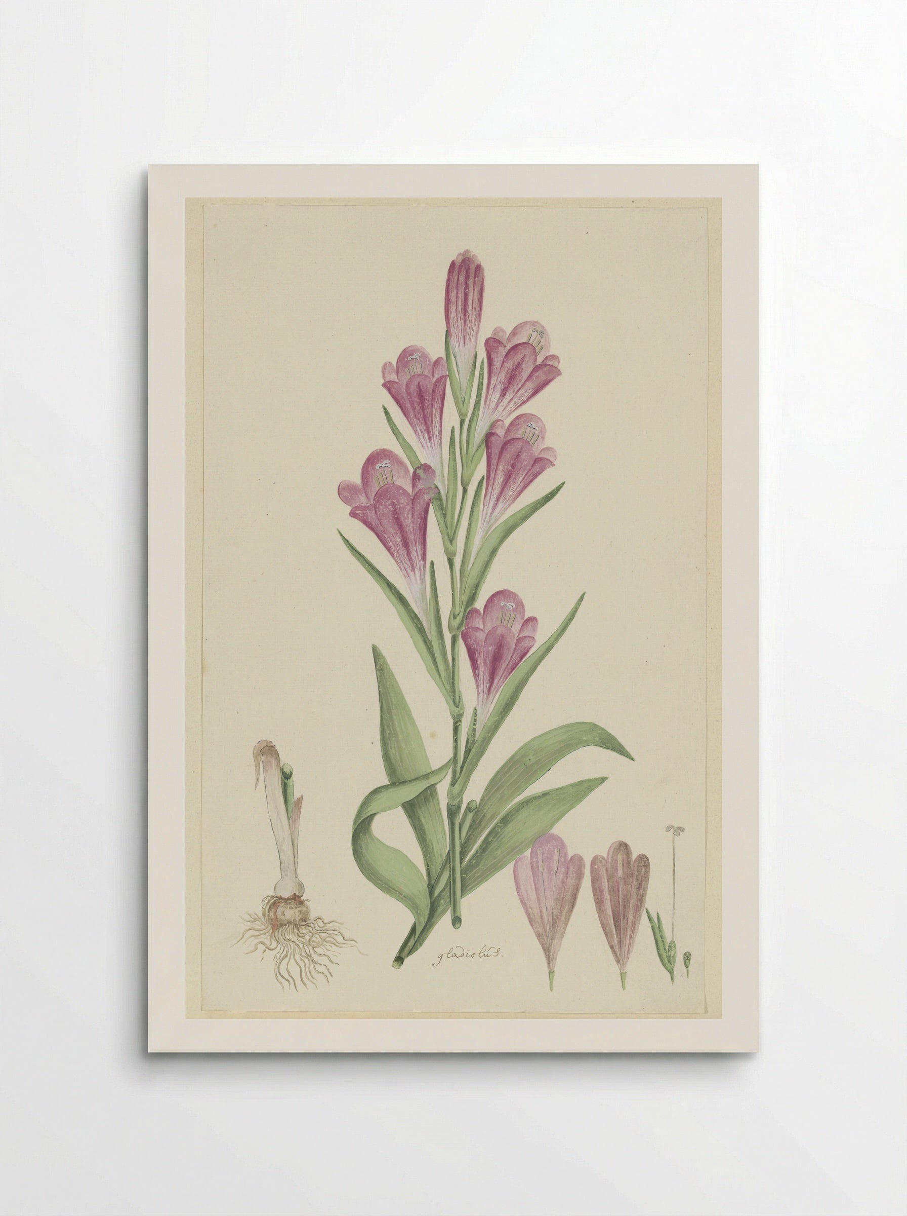 Gladiolus caryophyllaceus - Robert Jacob Gordon - Poster