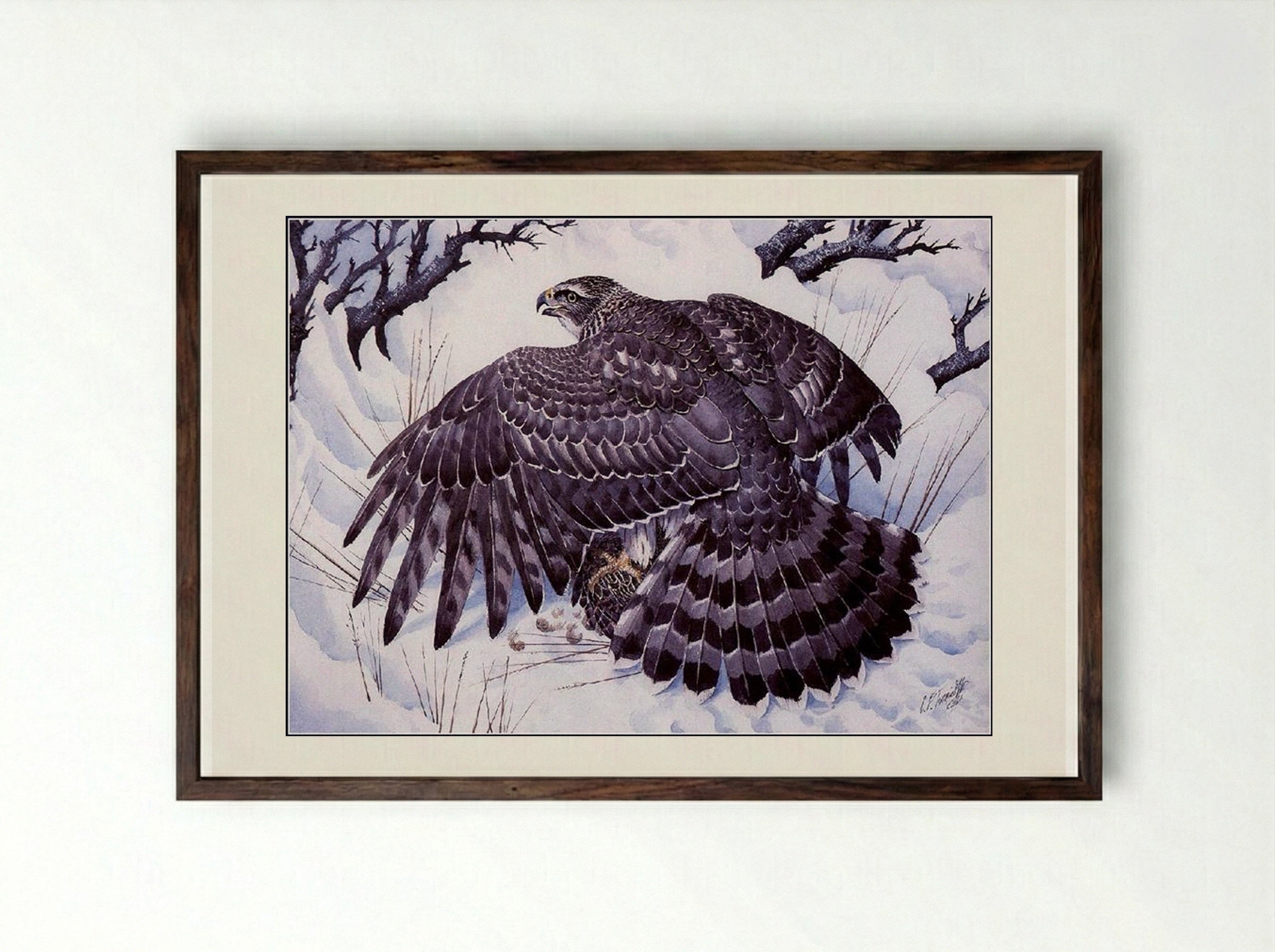 Goshawk - Charles Tunnicliffe - Framed Print Dark Wood