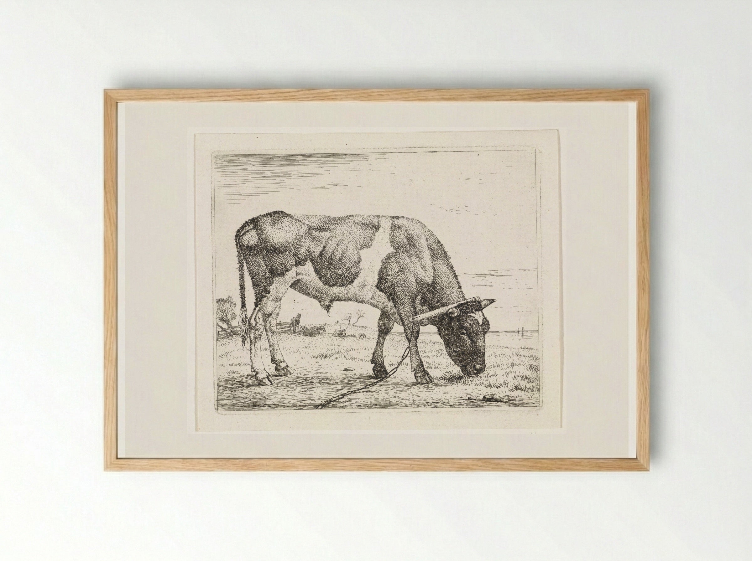 Grazende os met een juk - Wouter Johannes van Troostwijk - Framed Print Wood