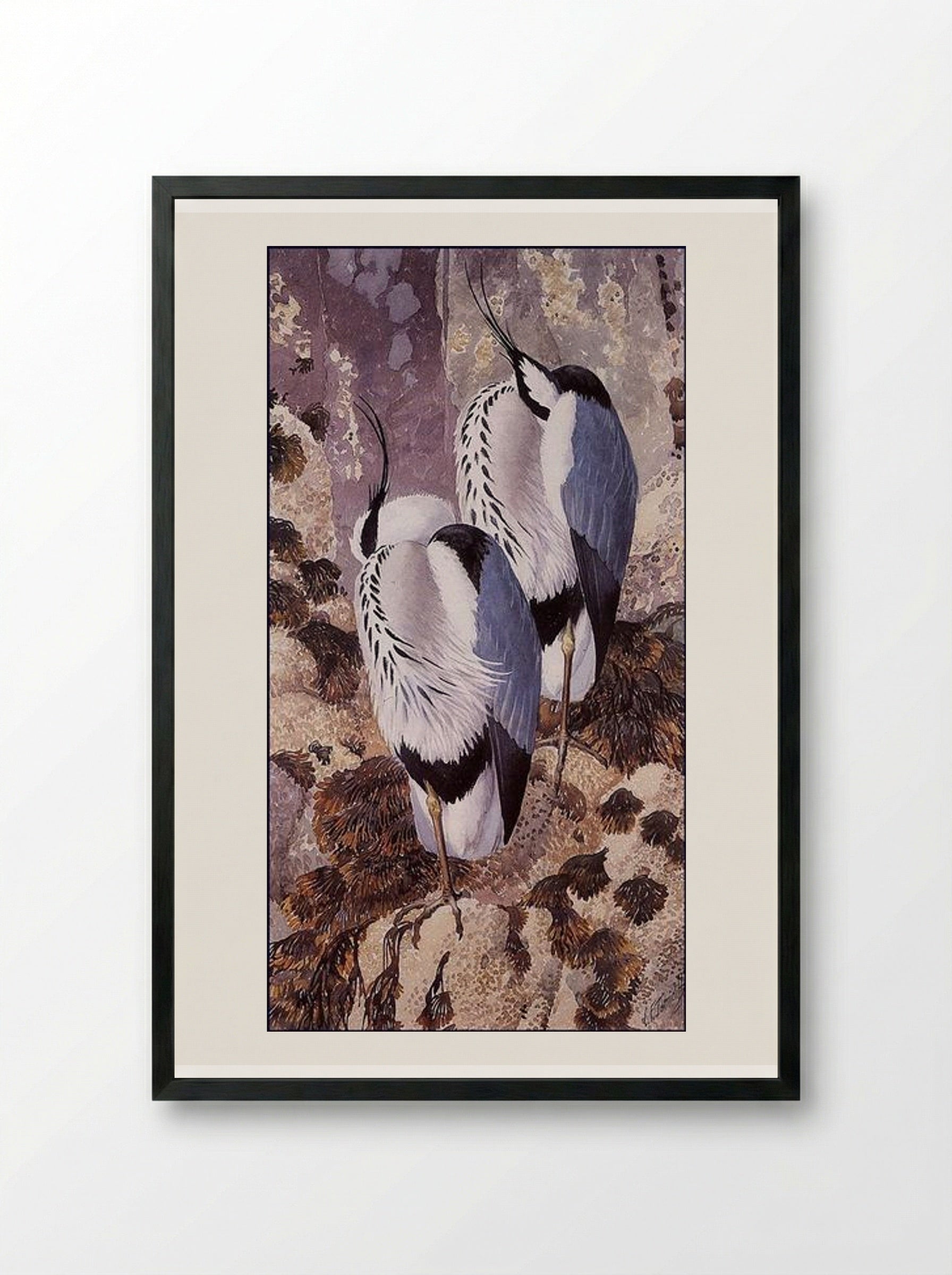Grey Herons - Charles Tunnicliffe - Framed Print Black