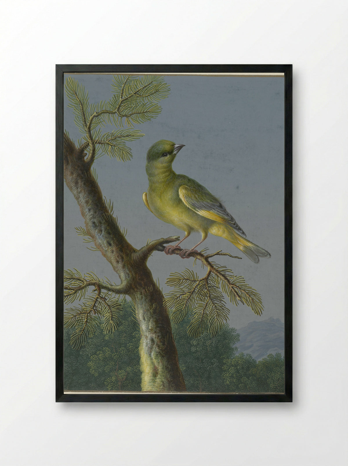 Groenling (Greenfinch) - Barbara Regina Dietzsch - Framed Print Black