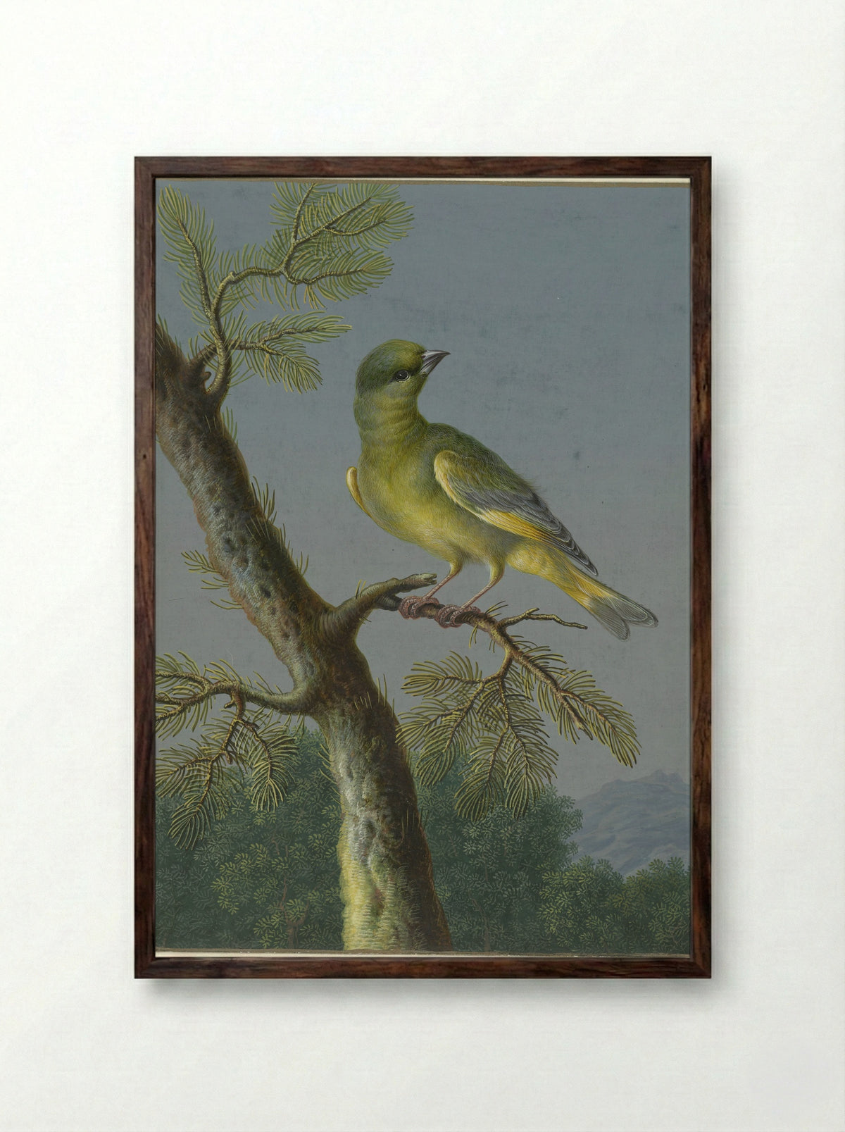 Groenling (Greenfinch) - Barbara Regina Dietzsch - Framed Print Dark Wood