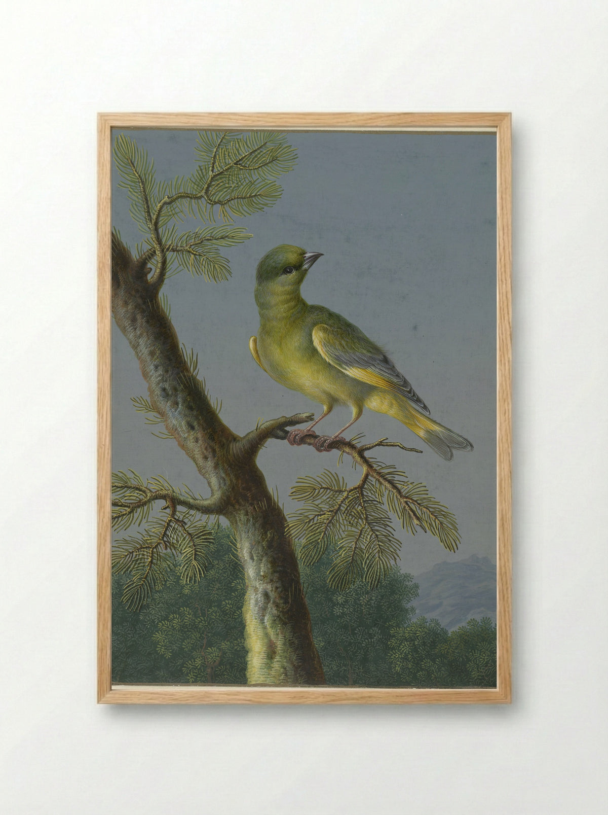 Groenling (Greenfinch) - Barbara Regina Dietzsch - Framed Print Wood