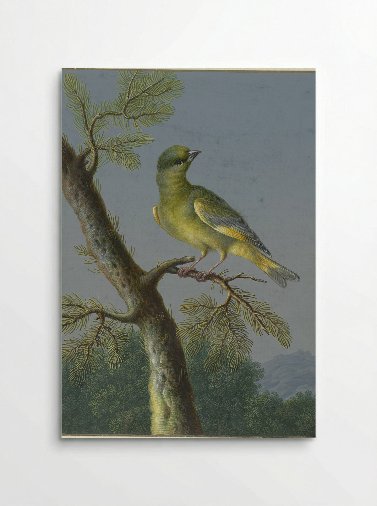 Groenling (Greenfinch) - Barbara Regina Dietzsch - Poster