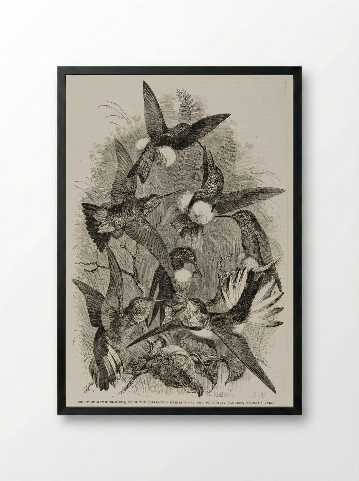 Group of Humming Birds - William Frederick Measom - Framed Print Black