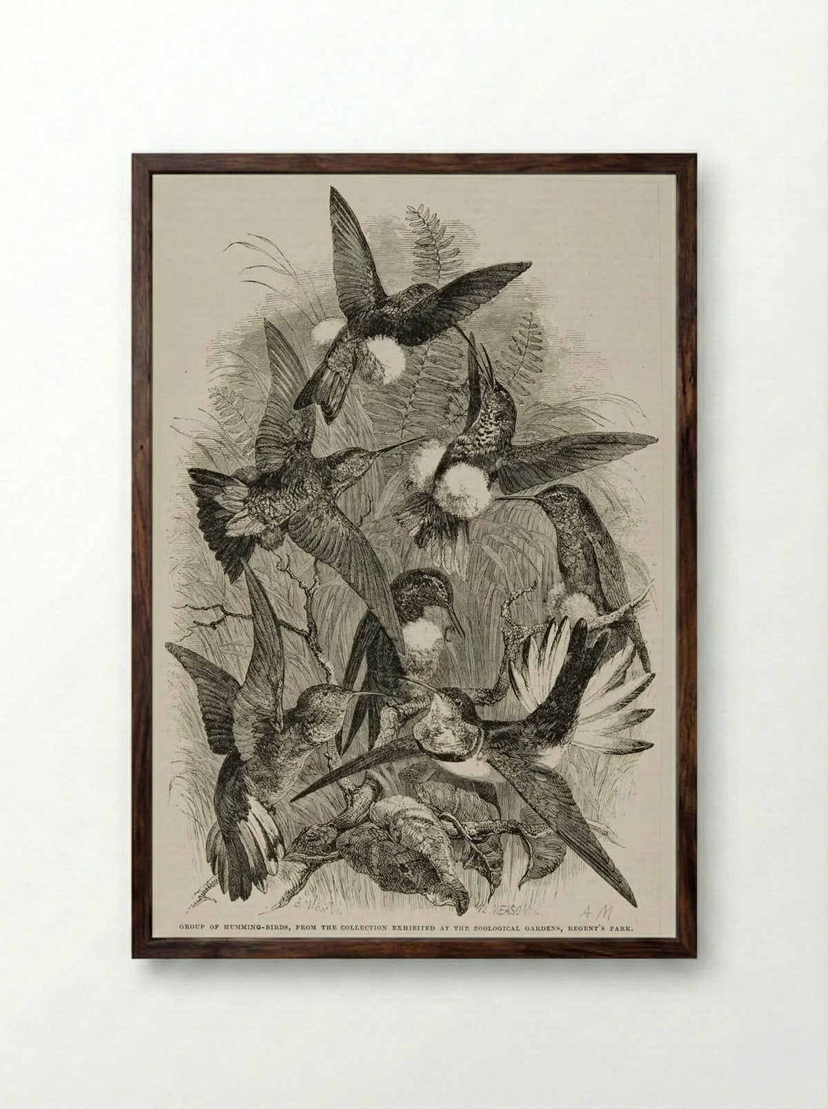Group of Humming Birds - William Frederick Measom - Framed Print Dark Wood