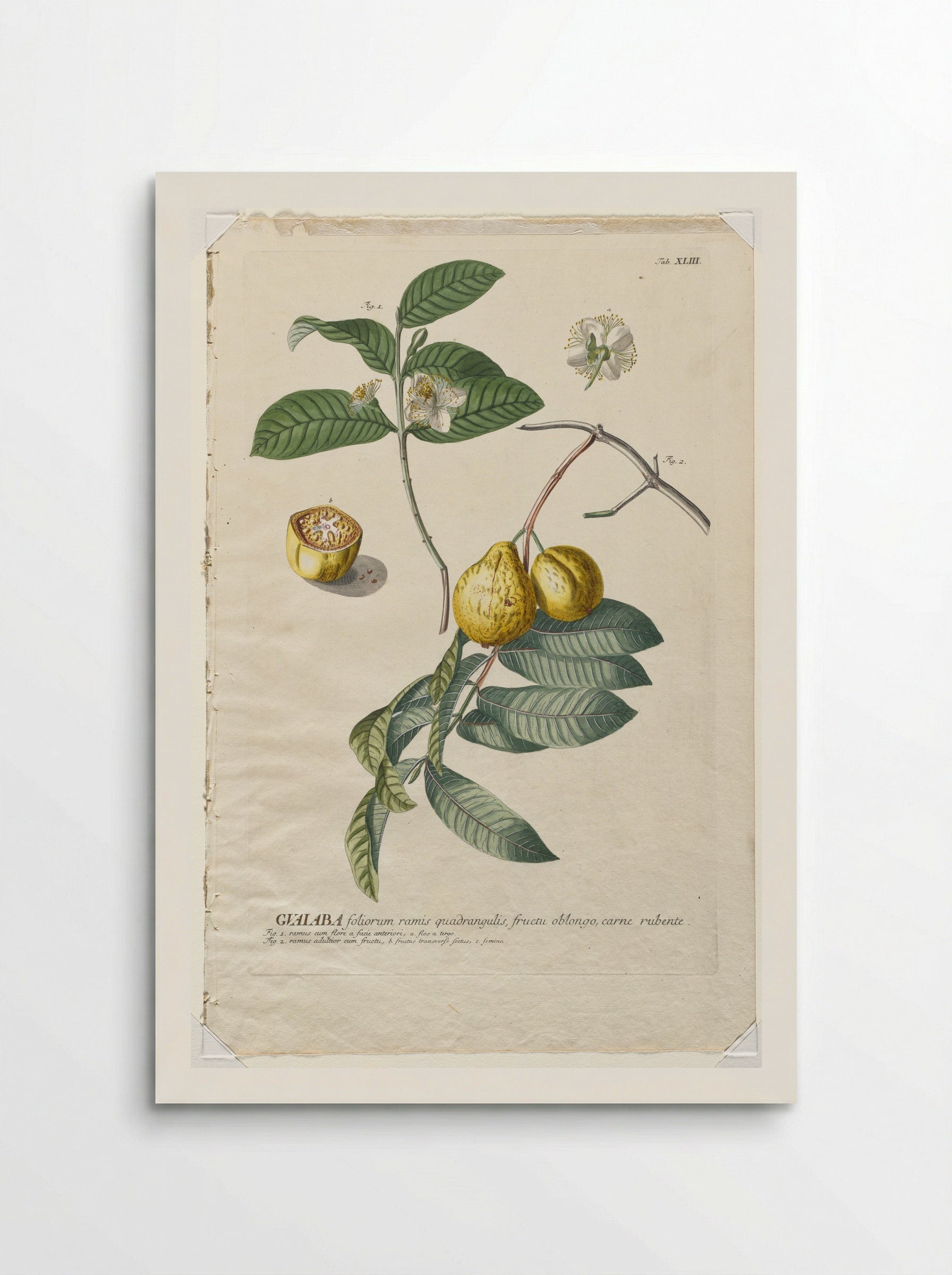 Gualaba (Guava) - Georg Dionysius Ehret - Poster