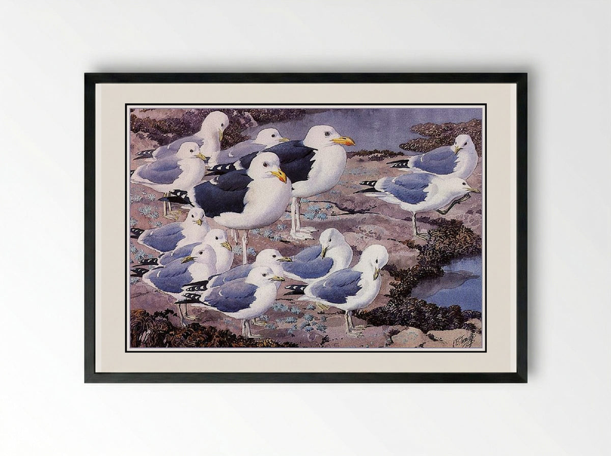 Gull Gallery - Charles Tunnicliffe - Framed Print Black