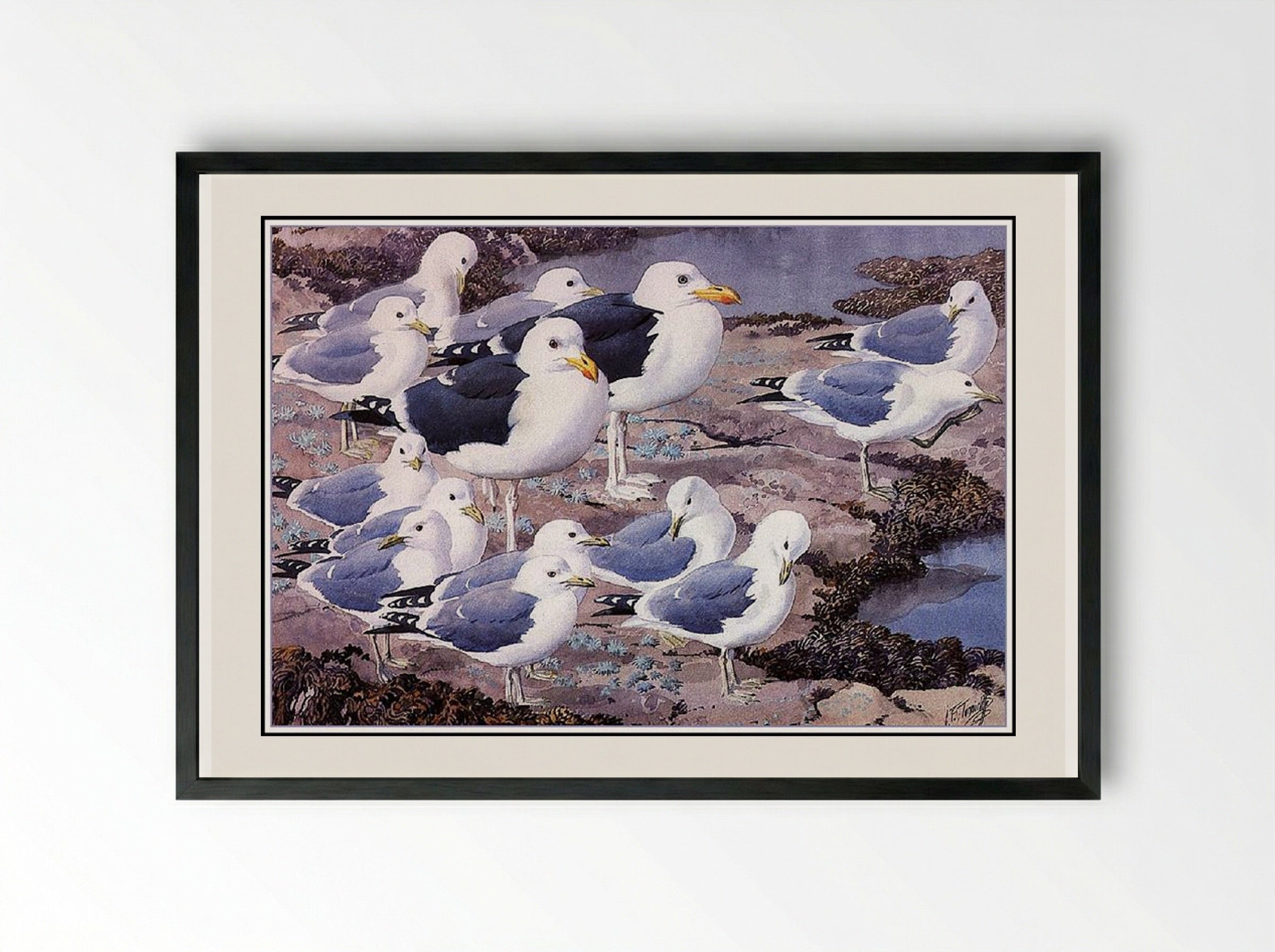 Gull Gallery - Charles Tunnicliffe - Framed Print Black